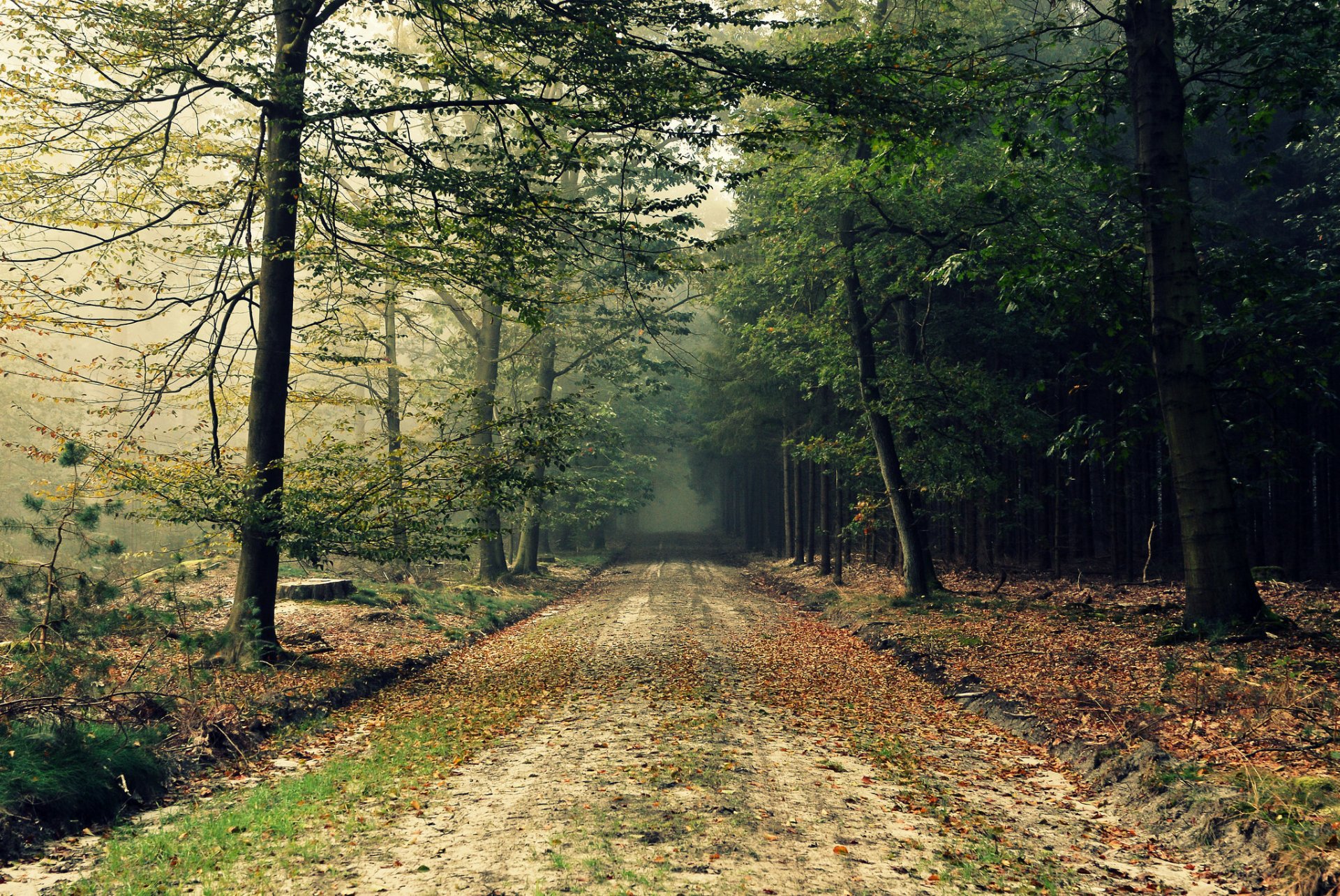 forest road nature autumn