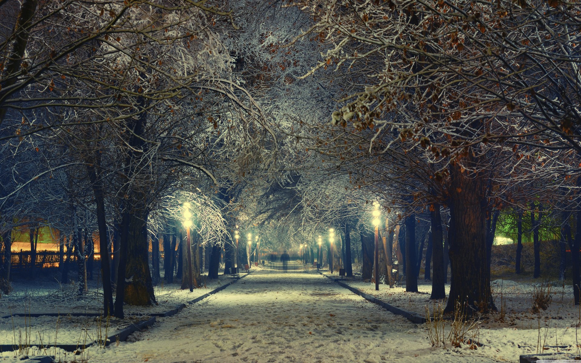 pring lights evening street alley tree