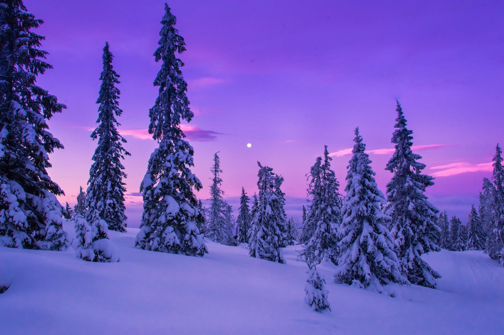 winter snow tree rasvet