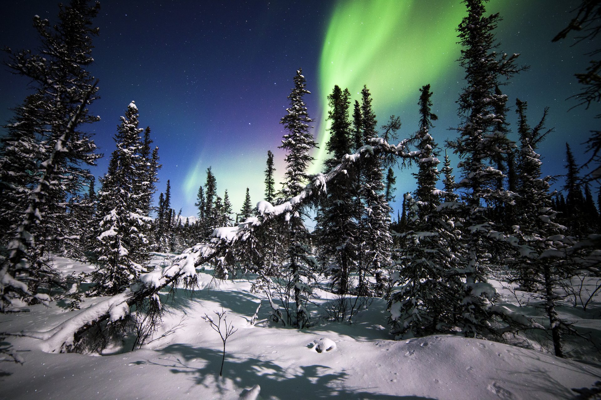 park narodowy denali alaska zorza polarna las zima śnieg drzewa świerki