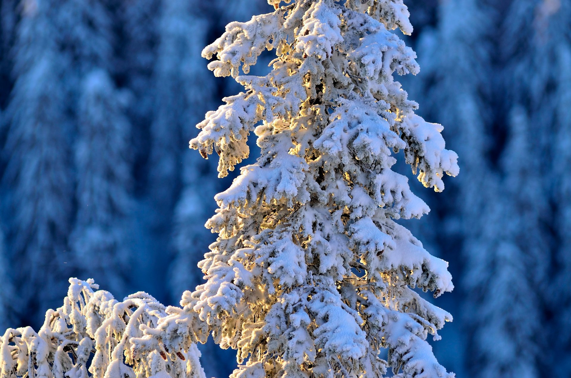 bienes raíces invierno invierno abeto nieve