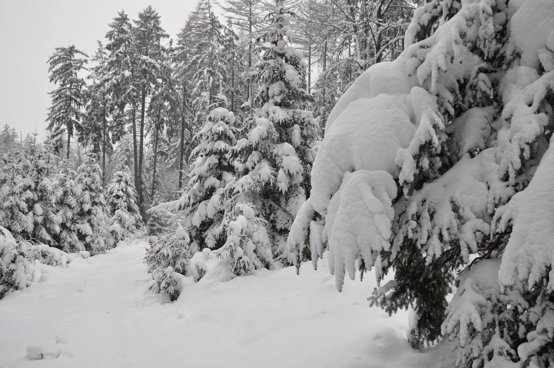 bosque nieve invierno