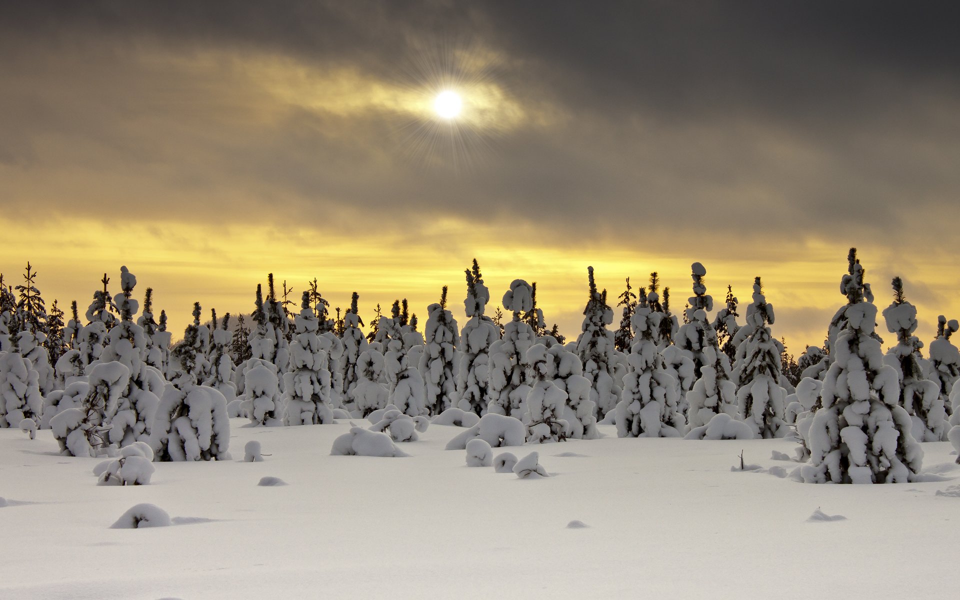 arbres neige hiver nature