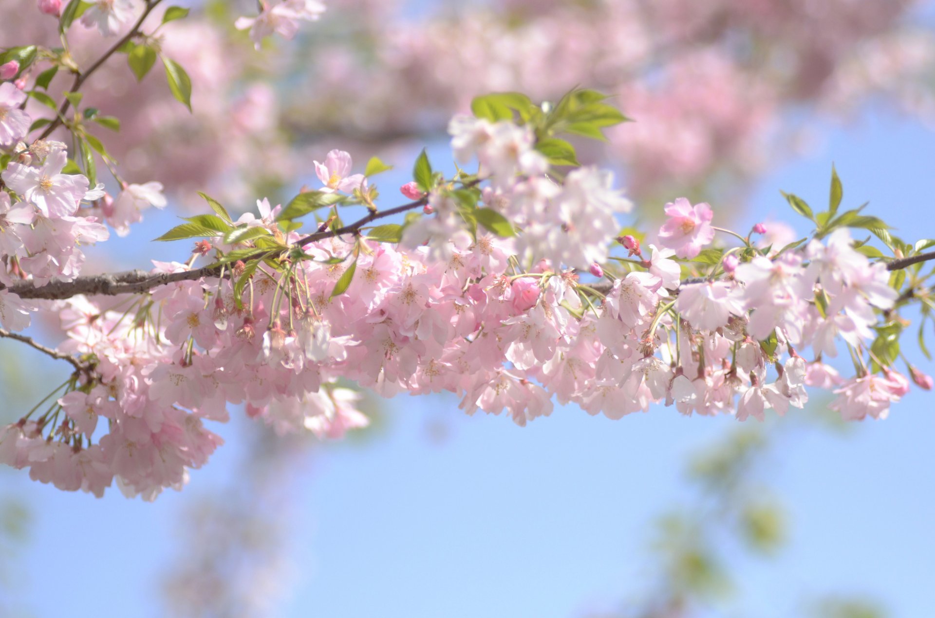 cherry bloom branch