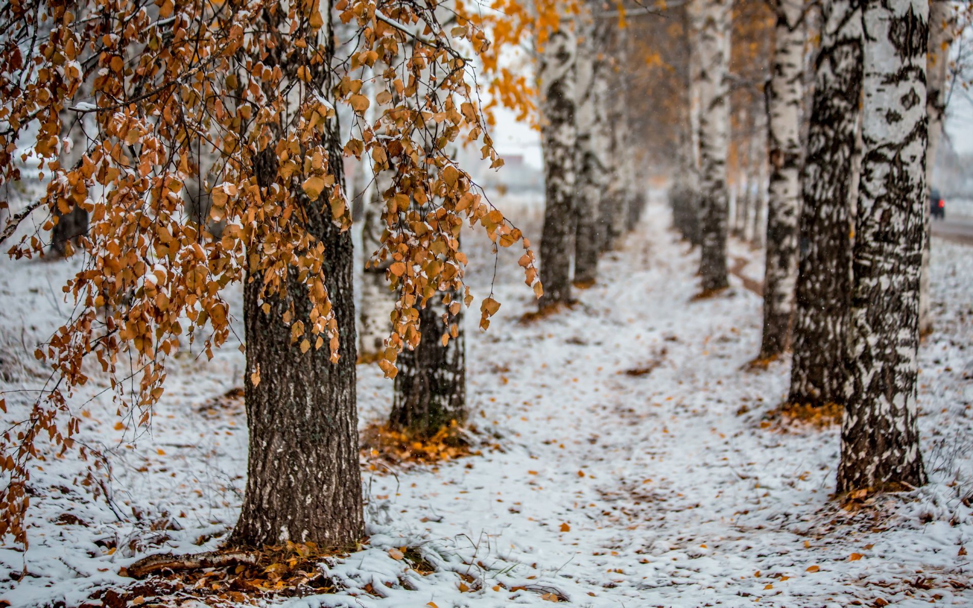 otoño ciudad