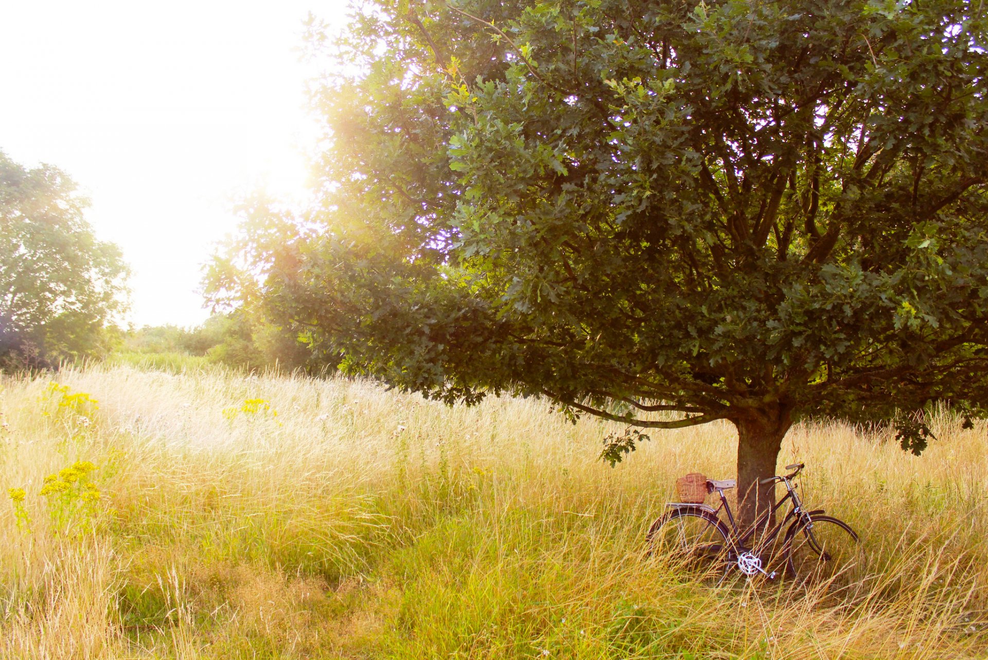 tree trees grass plants clearing bicycle summer nature