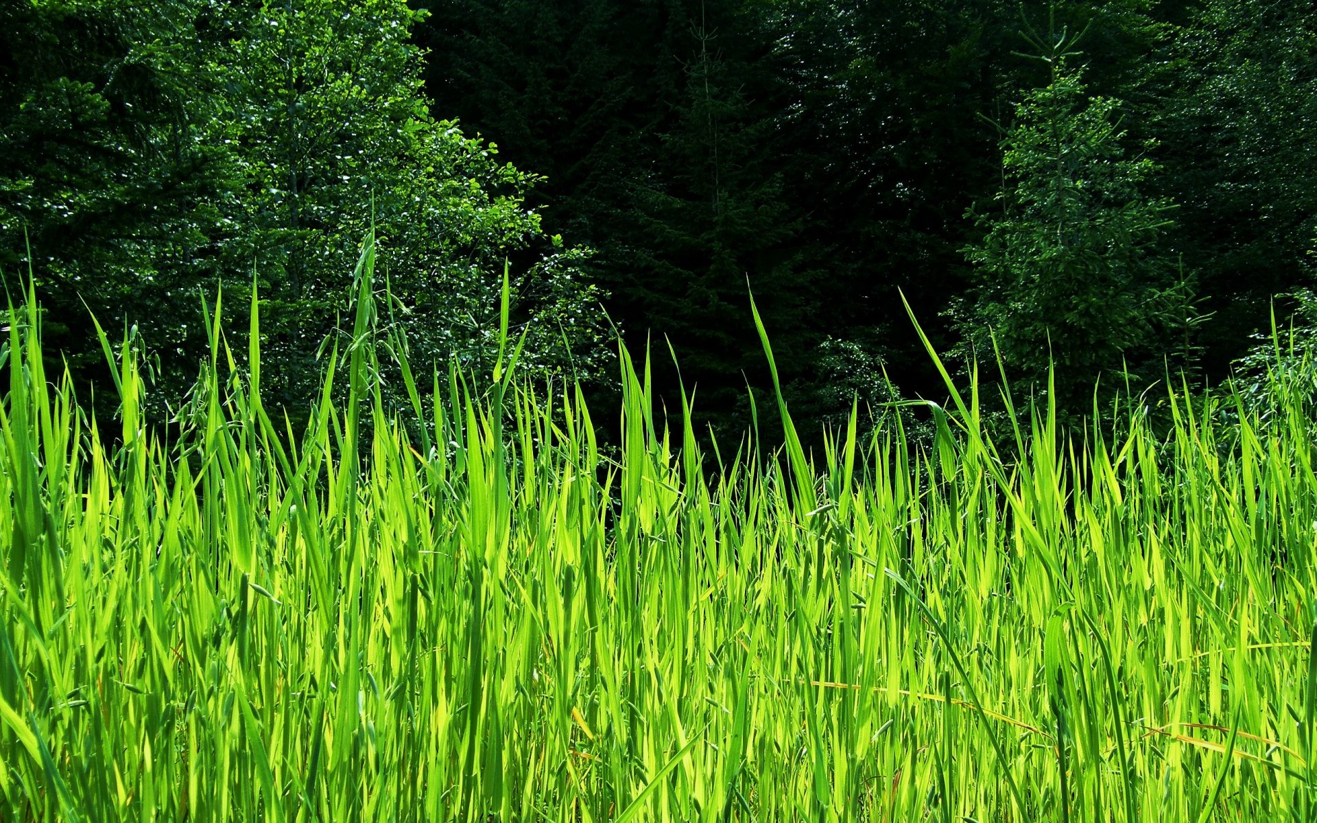 été arbres roseaux verdure