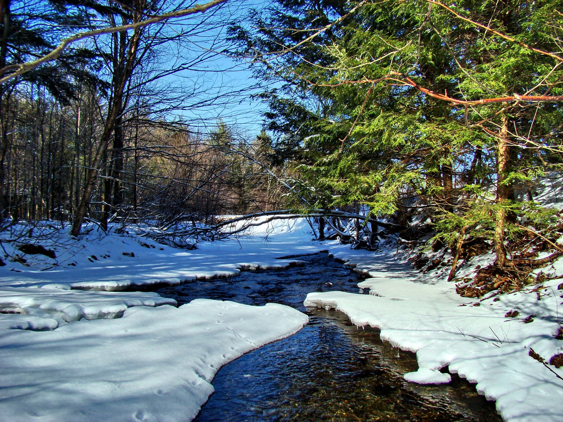 cielo foresta alberi neve fiume ruscello primavera paesaggio