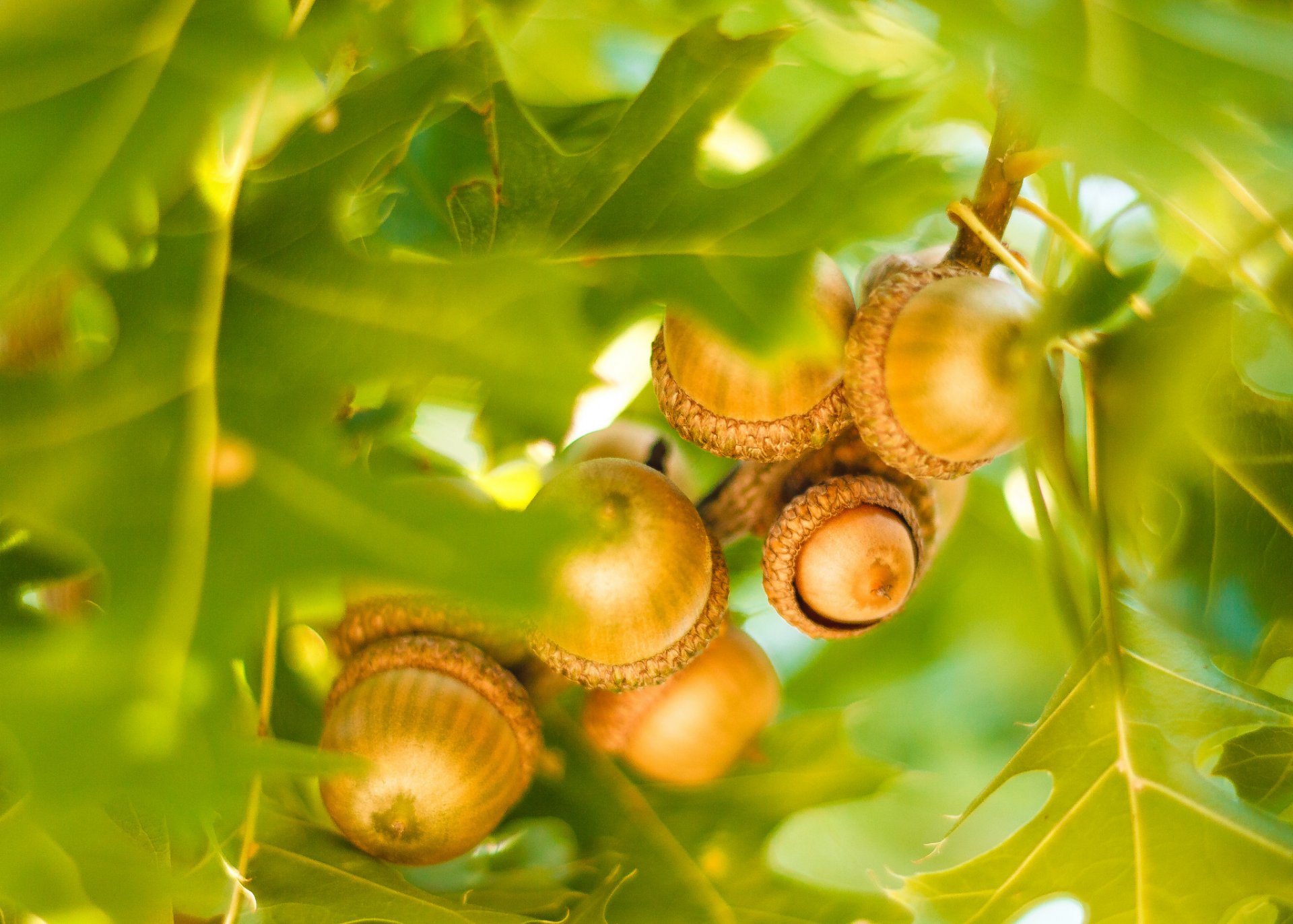 naturaleza hojas roble otoño