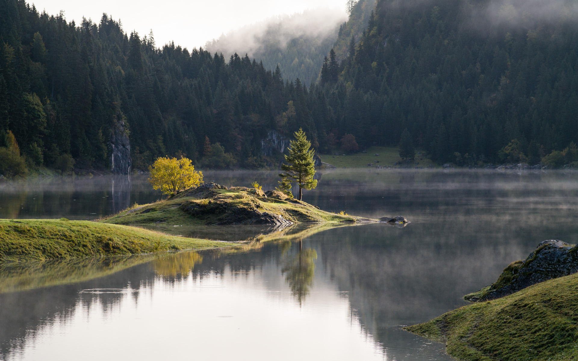 nature forest lake tree