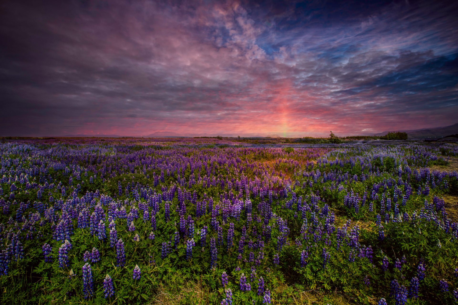 sur de islandia campo flores altramuces cielo tarde puesta del sol