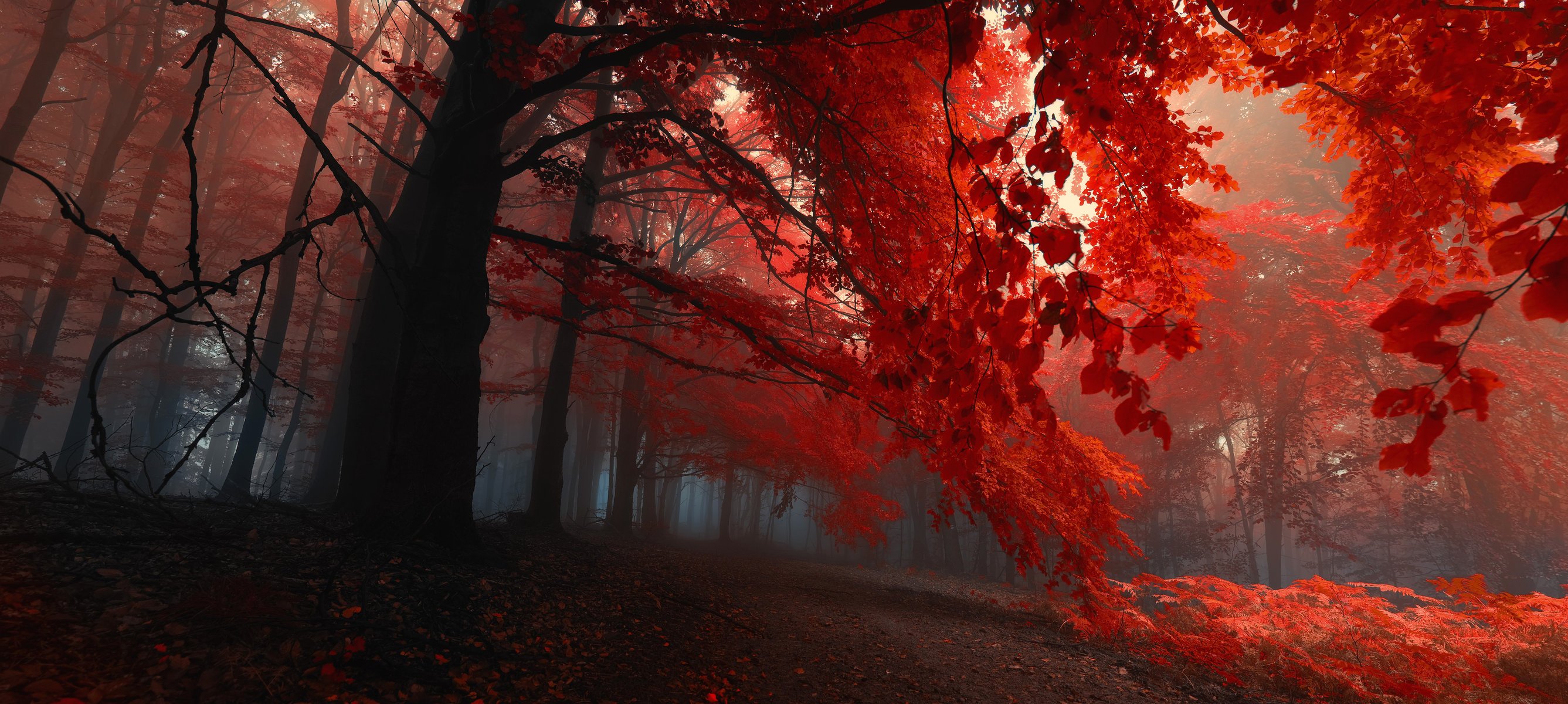 forêt arbres automne feuilles pourpre soirée brouillard