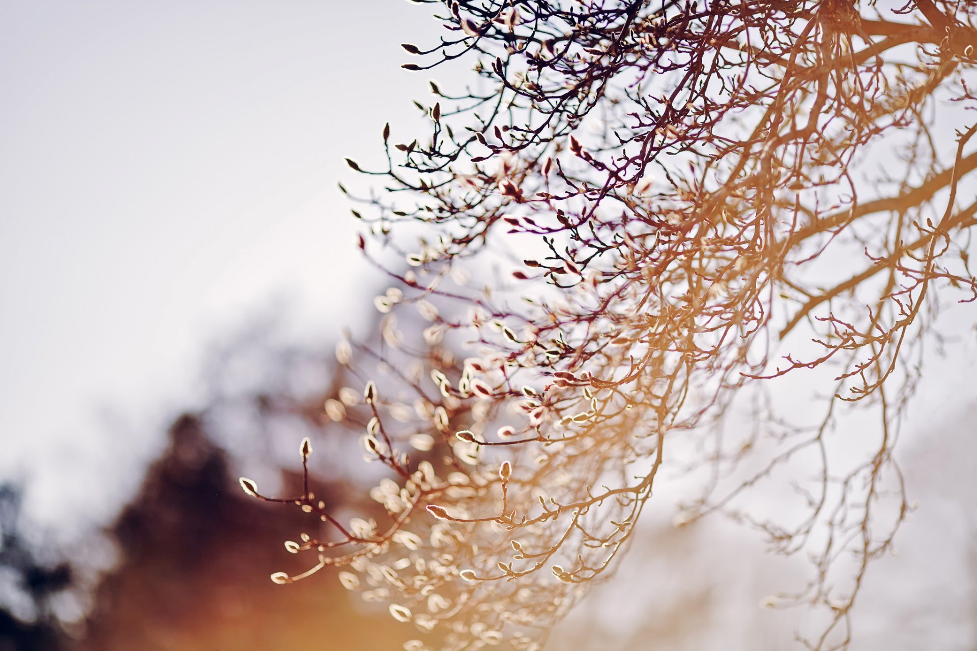 nature printemps arbre branches bourgeons floraison gros plan