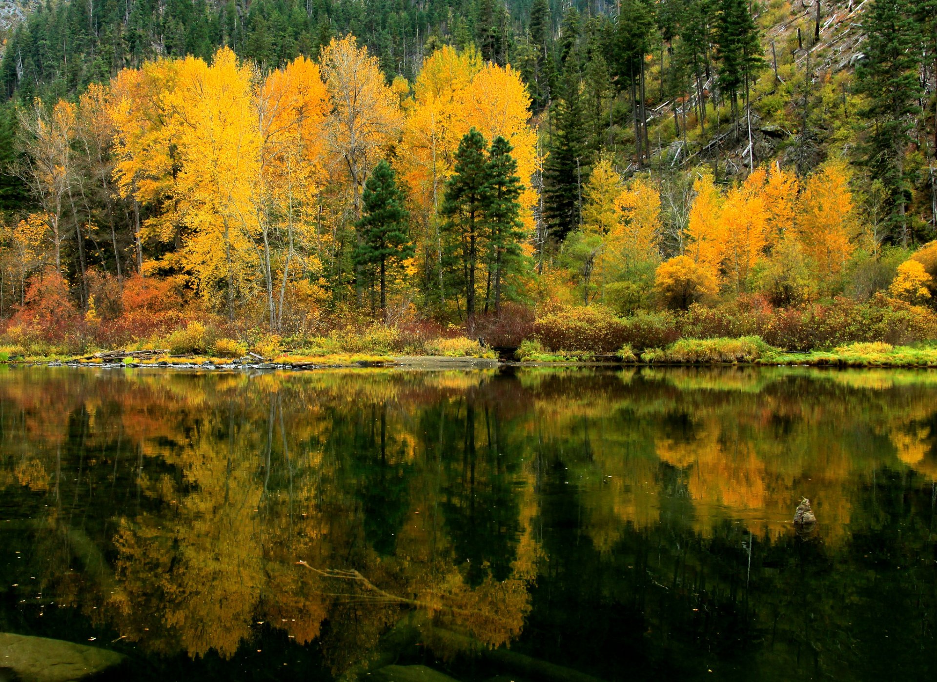 foresta pendio lago alberi riflessione autunno