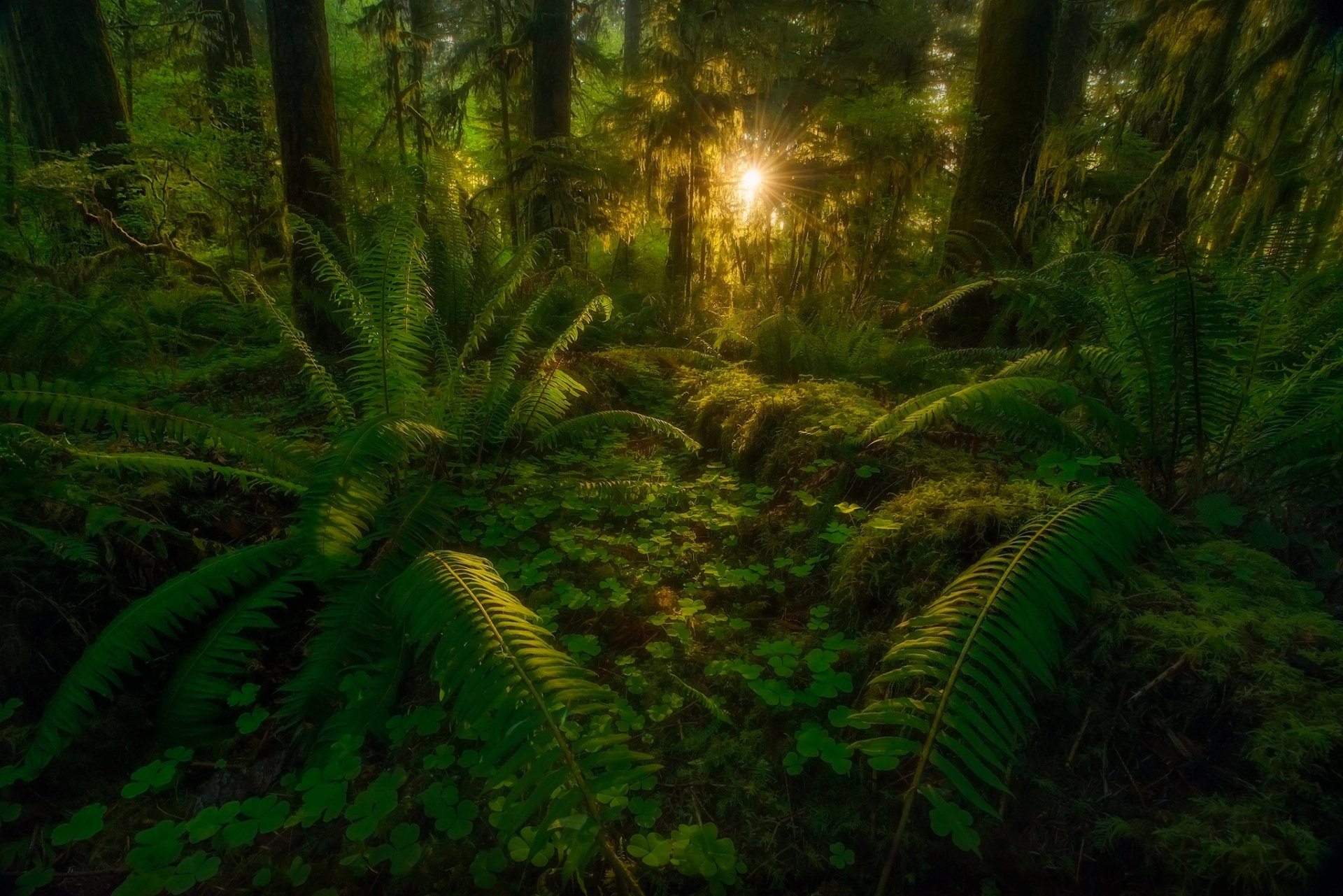 las drzewa liście promienie natura dżungla