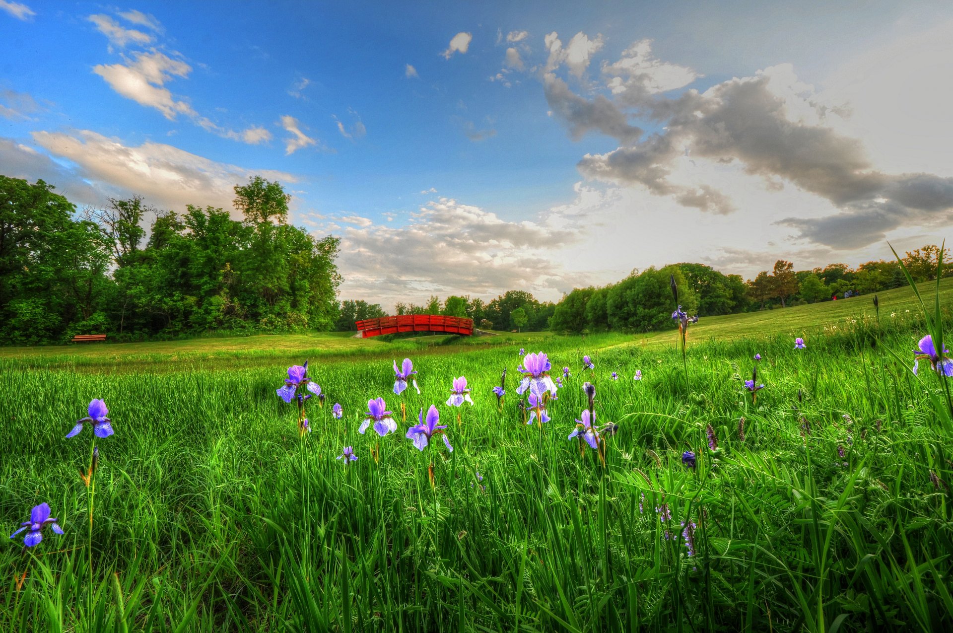 brücke wiese blumen himmel wolken bank picknick