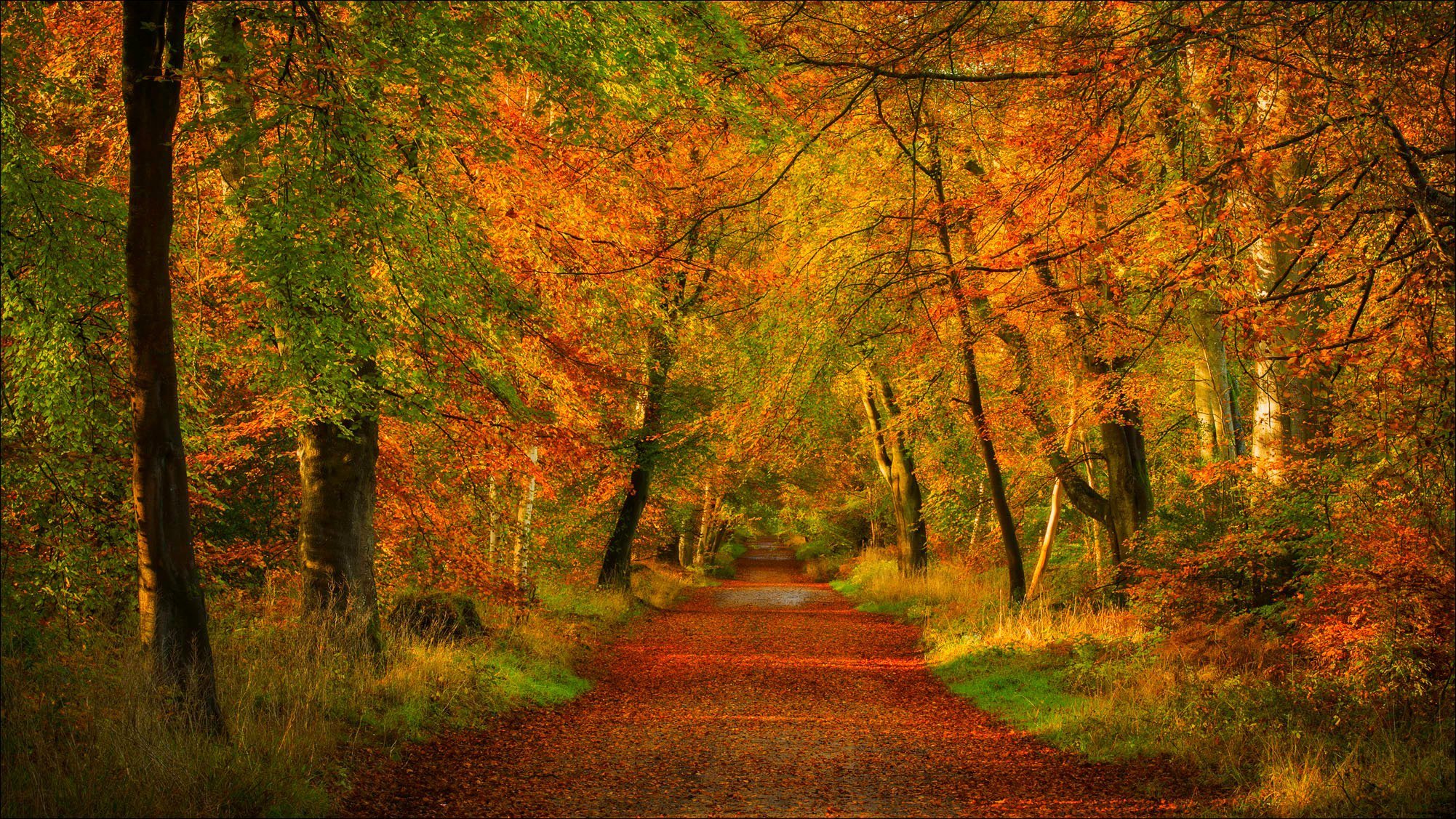 nature forest park trees leaves colorful road autumn fall colors walk