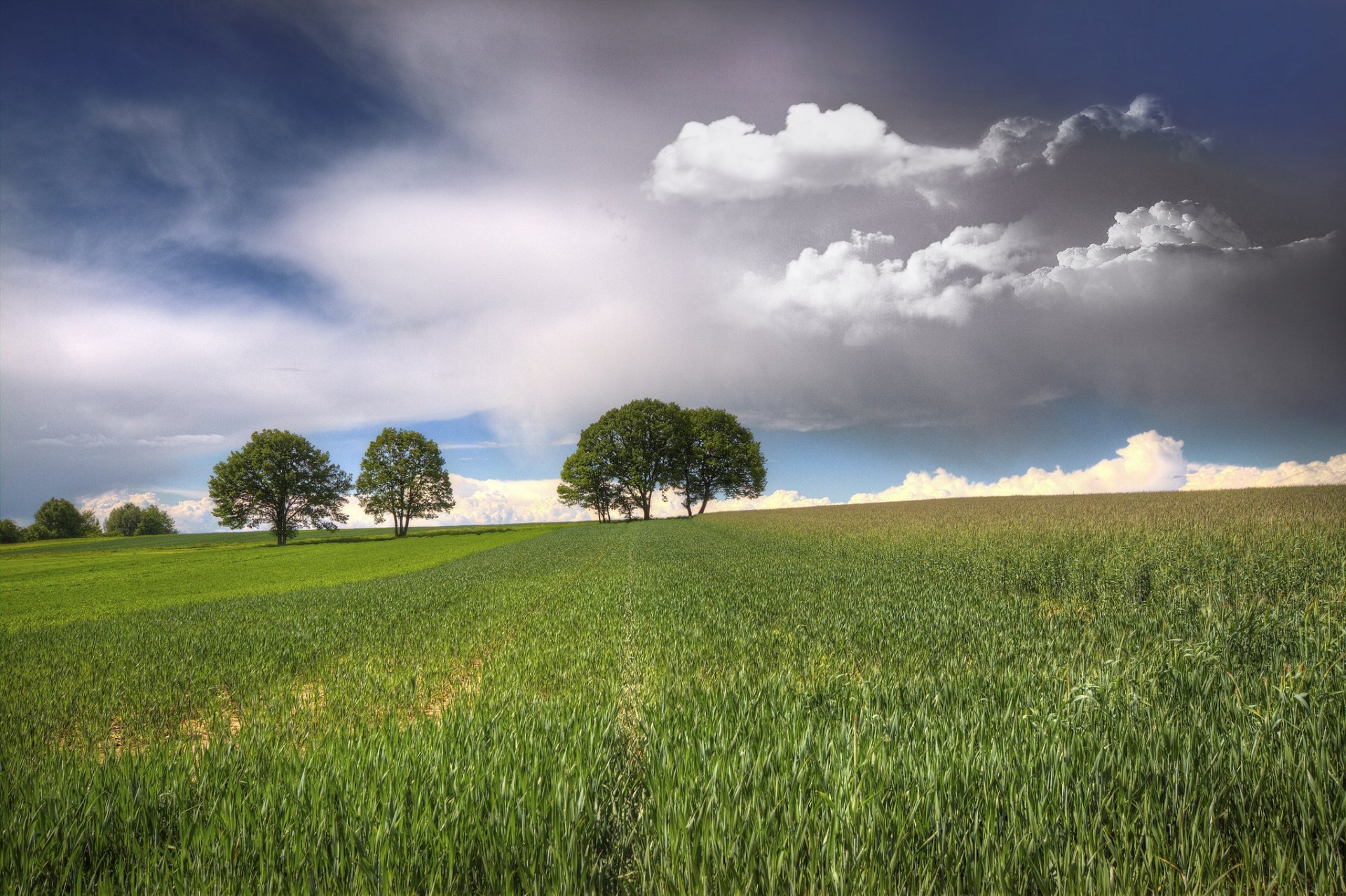 champ arbres ciel nuages