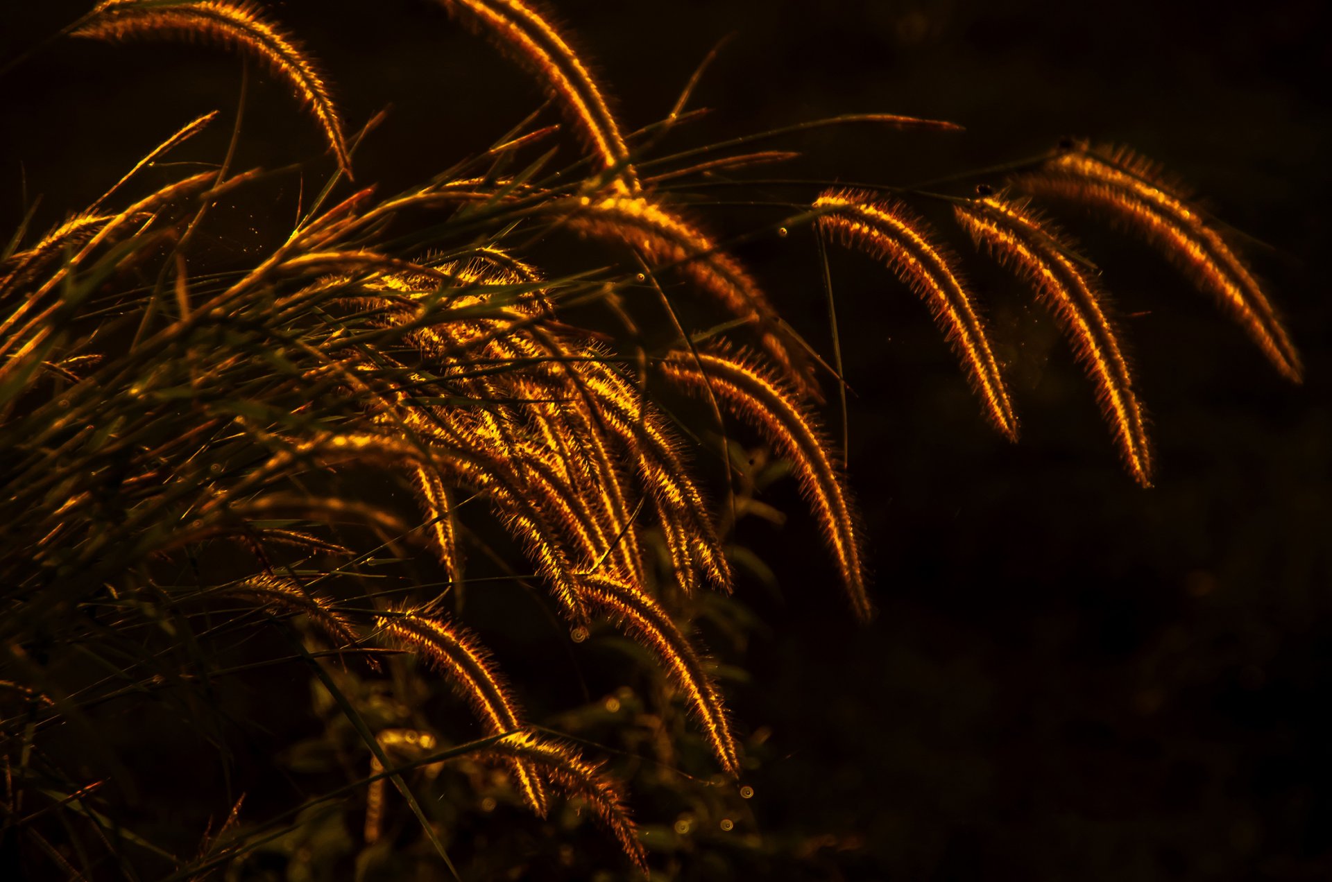 pianta erba spighette illuminazione