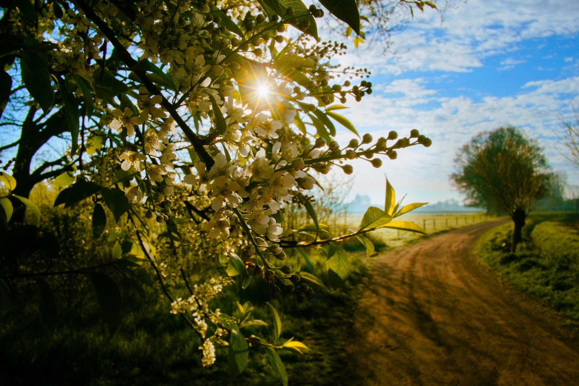 nature spring view walk grass trees road sunset forest field view spring