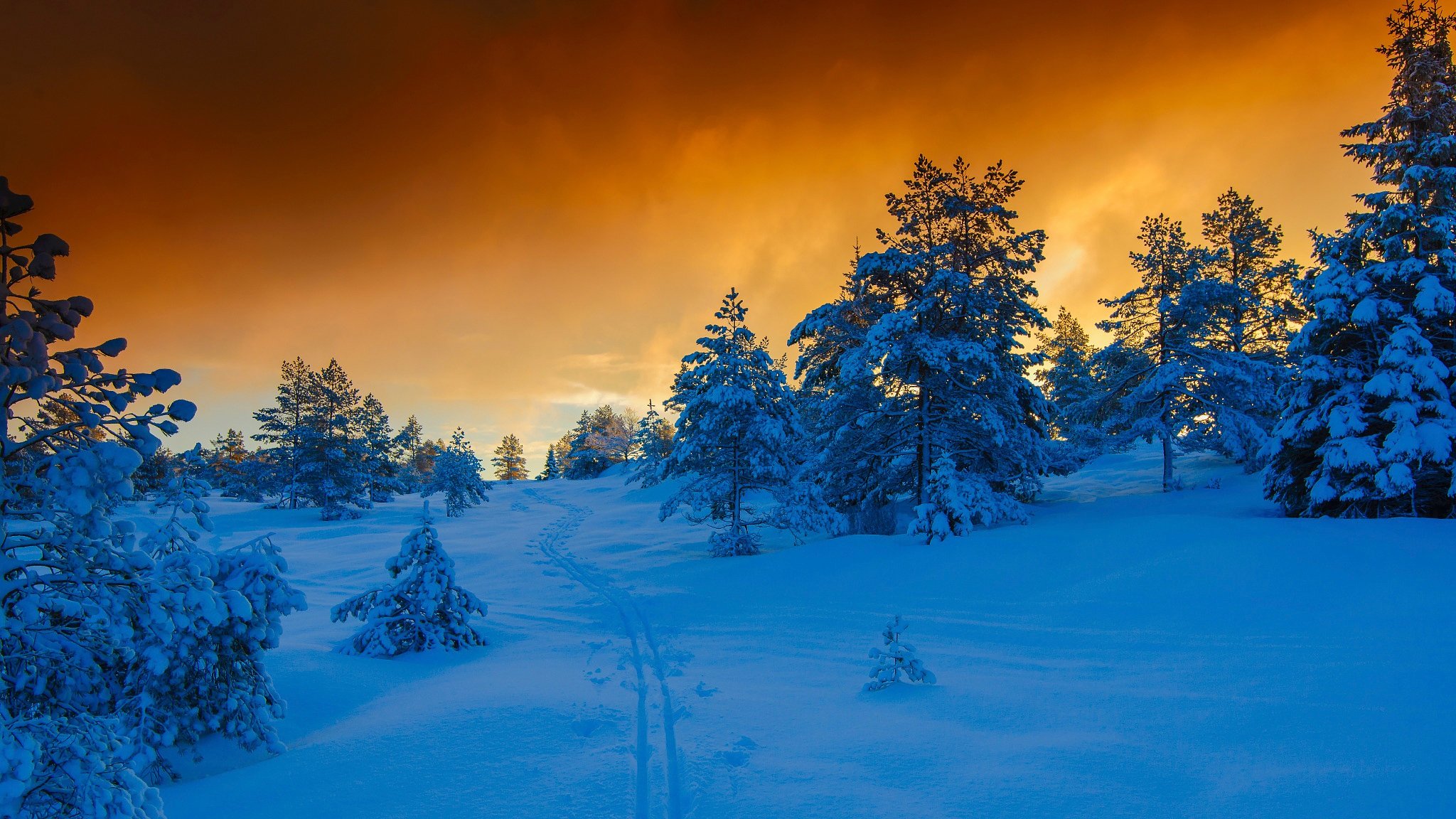 norvège pins hiver neige