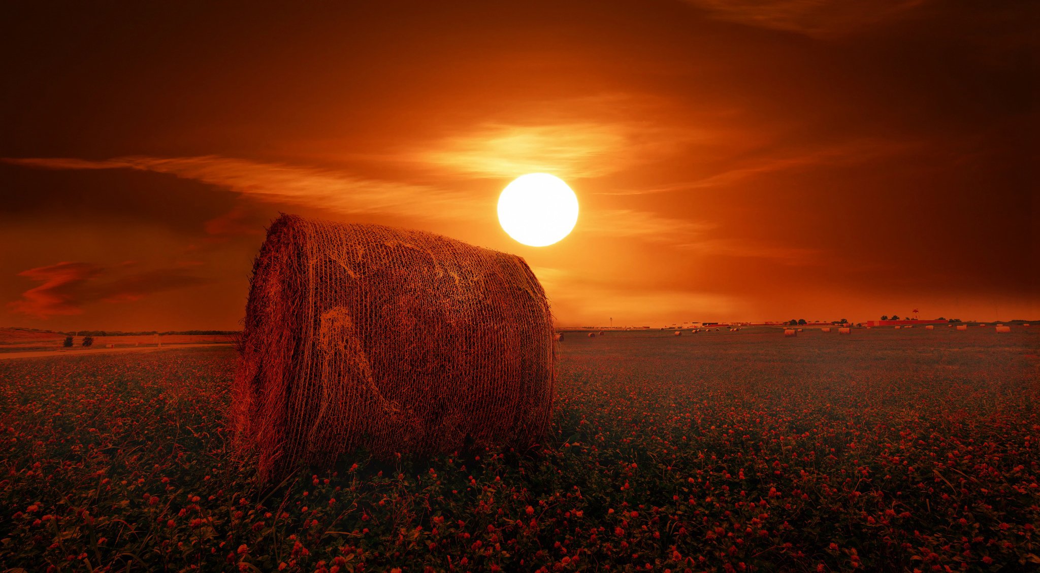 campo trifoglio sole fieno rotoli