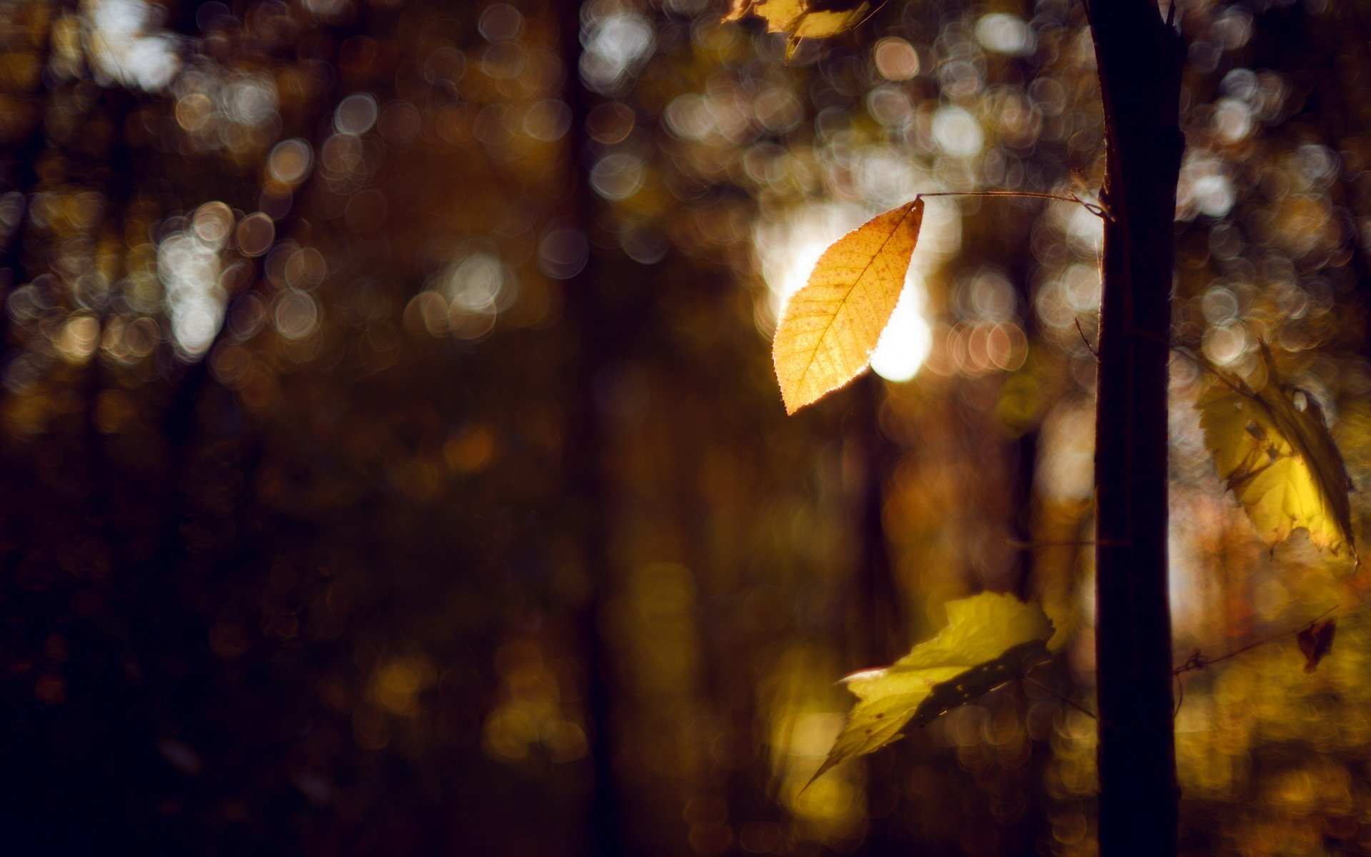 leaves tree autumn