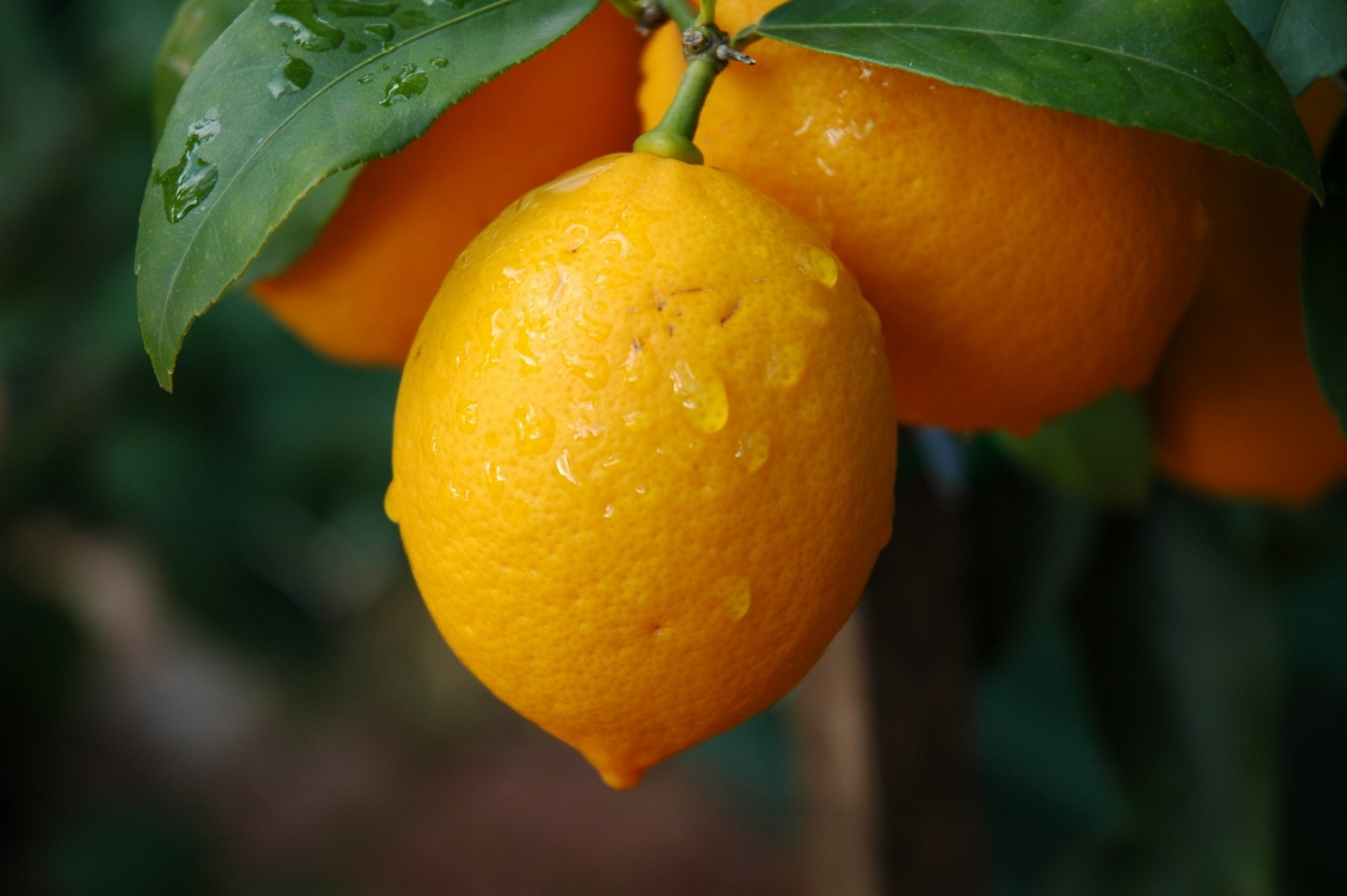 ramas hojas limón fruta gotas