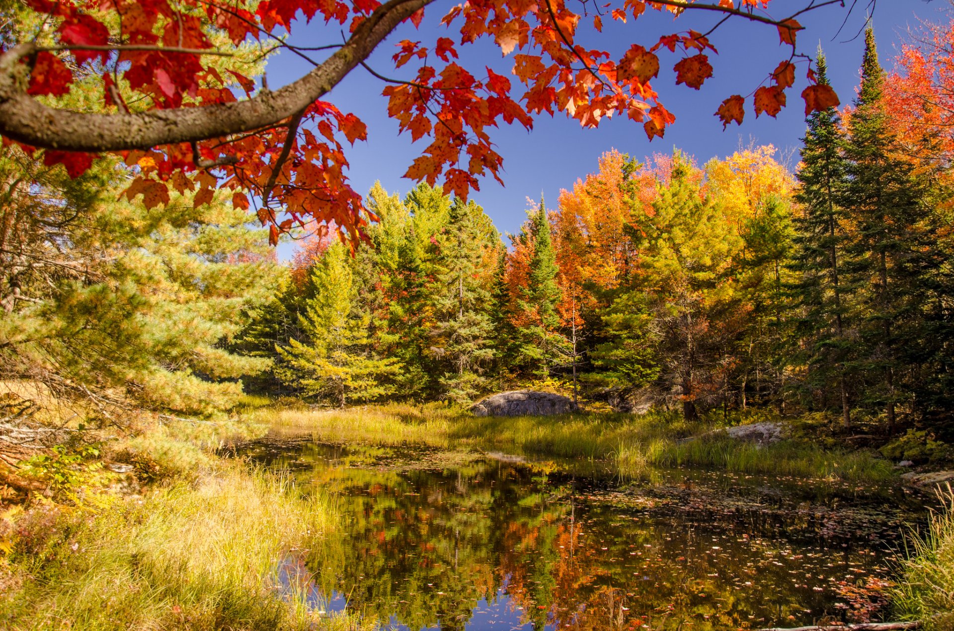 cielo bosque estanque lago árboles otoño