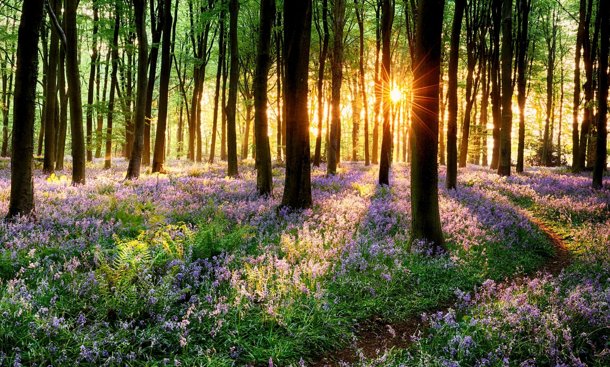 naturaleza hierba flores primavera bosque parque árboles camino paseo puesta de sol primavera