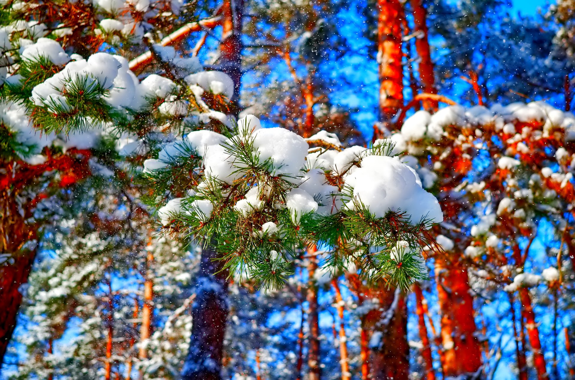 himmel wald bäume winter kiefer schnee nadeln