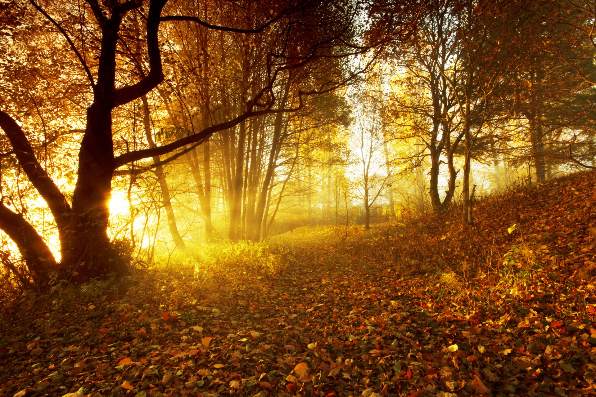 autunno foresta foglie tramonto sole fogliame alberi