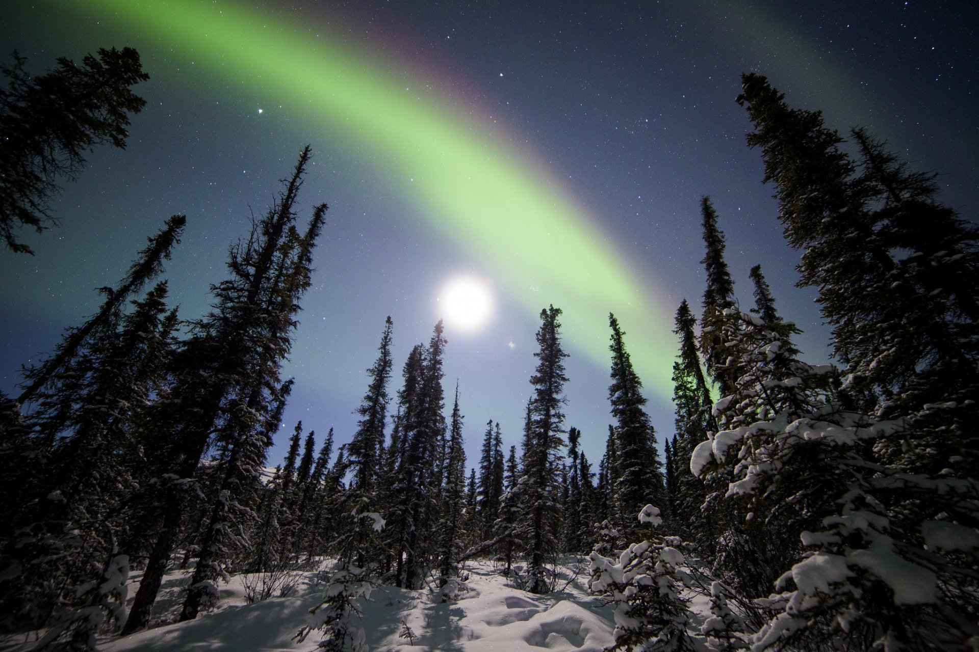 parque nacional denali alaska aurora boreal bosque invierno nieve árboles abeto cielo estrellado