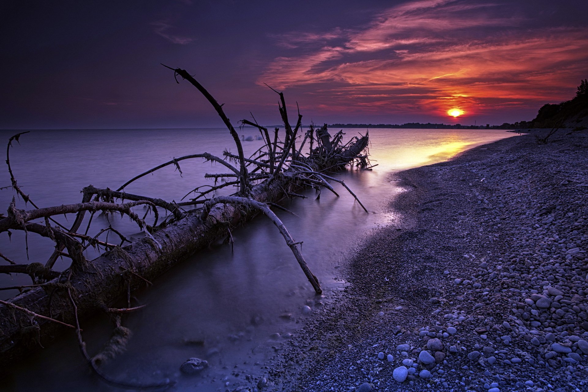 night sea tree landscape