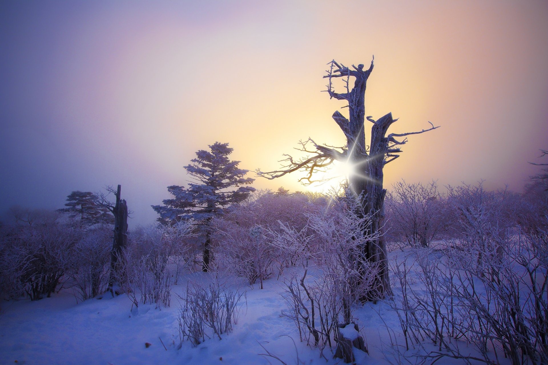 hiver neige arbres bois bois flotté soleil gel hiver gel crépuscule coucher de soleil givre beauté forêt buissons buisson hd