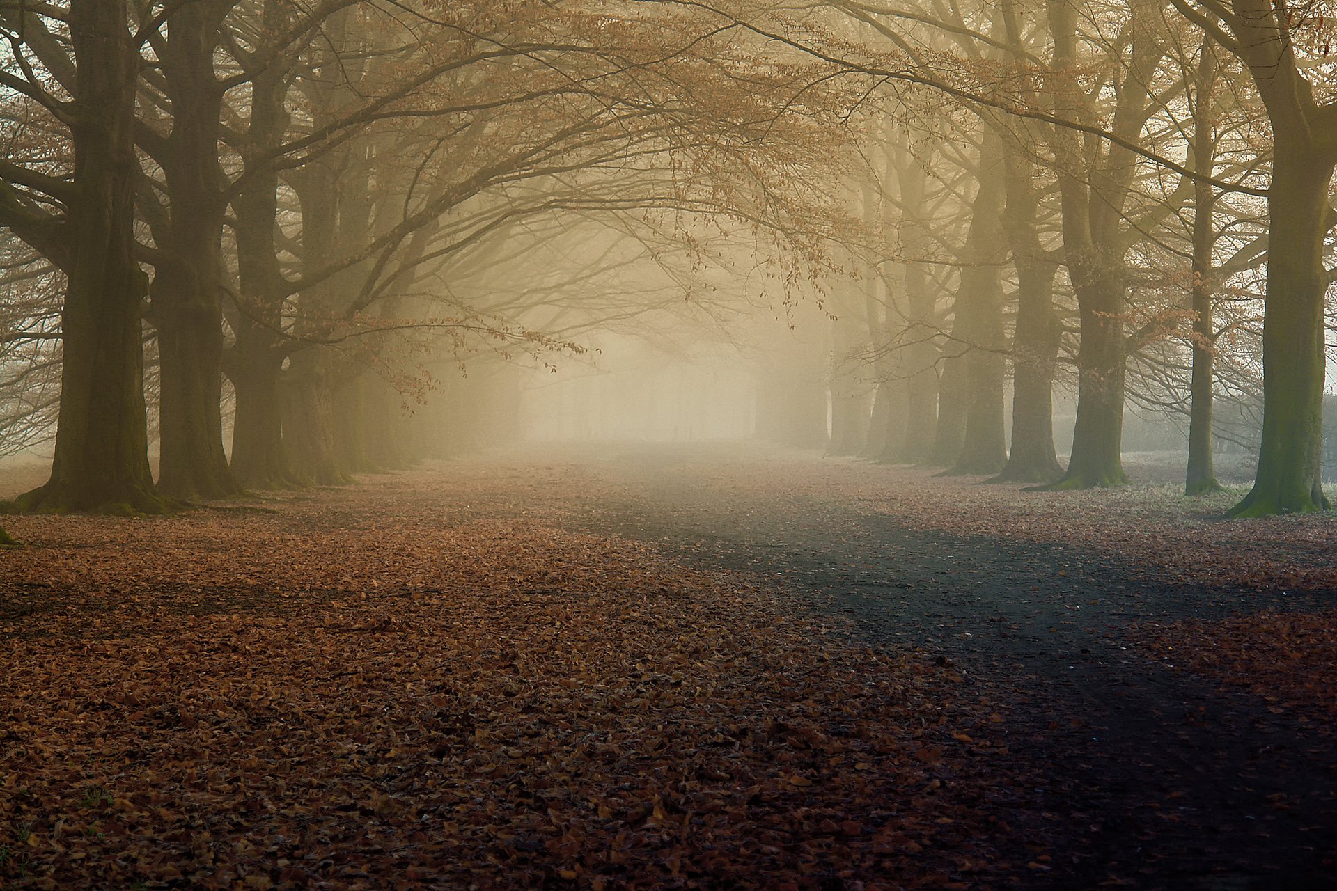 natura autunno mattina nebbia alberi fogliame secco