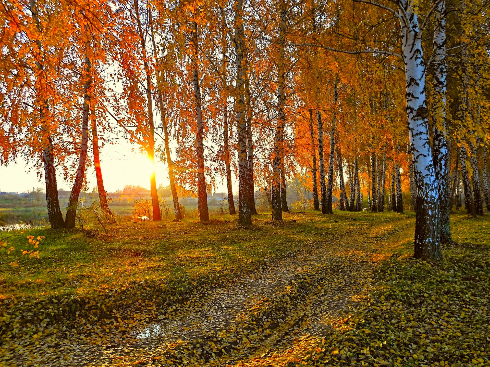 natura paesaggio autunno strada betulle tramonto sole foglie gialle