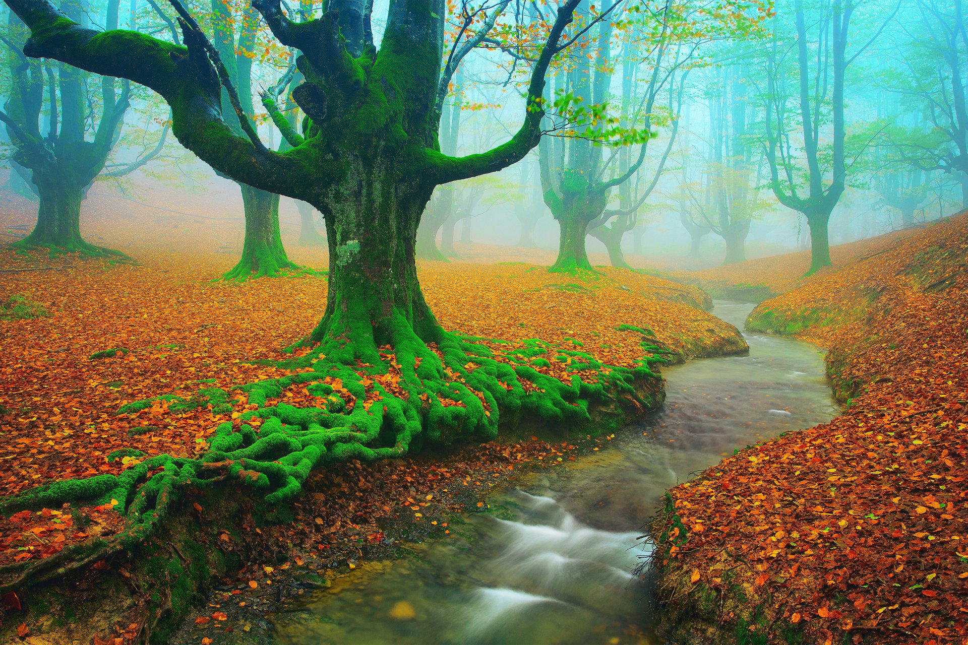 spagna paesi baschi vizcaya álava autunno novembre alberi faggio fogliame muschio fiume ruscello