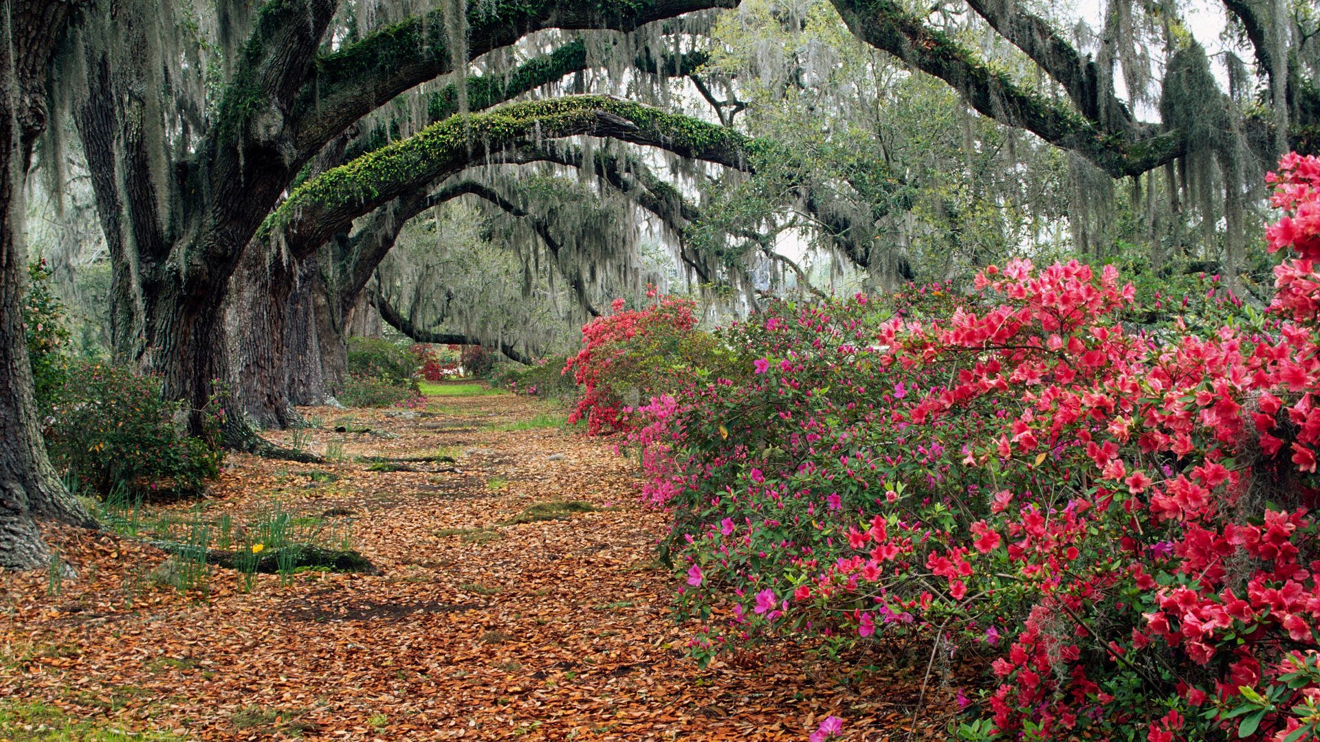 alberi autunno cespugli fiori foglie vicolo sentiero parco paesaggio