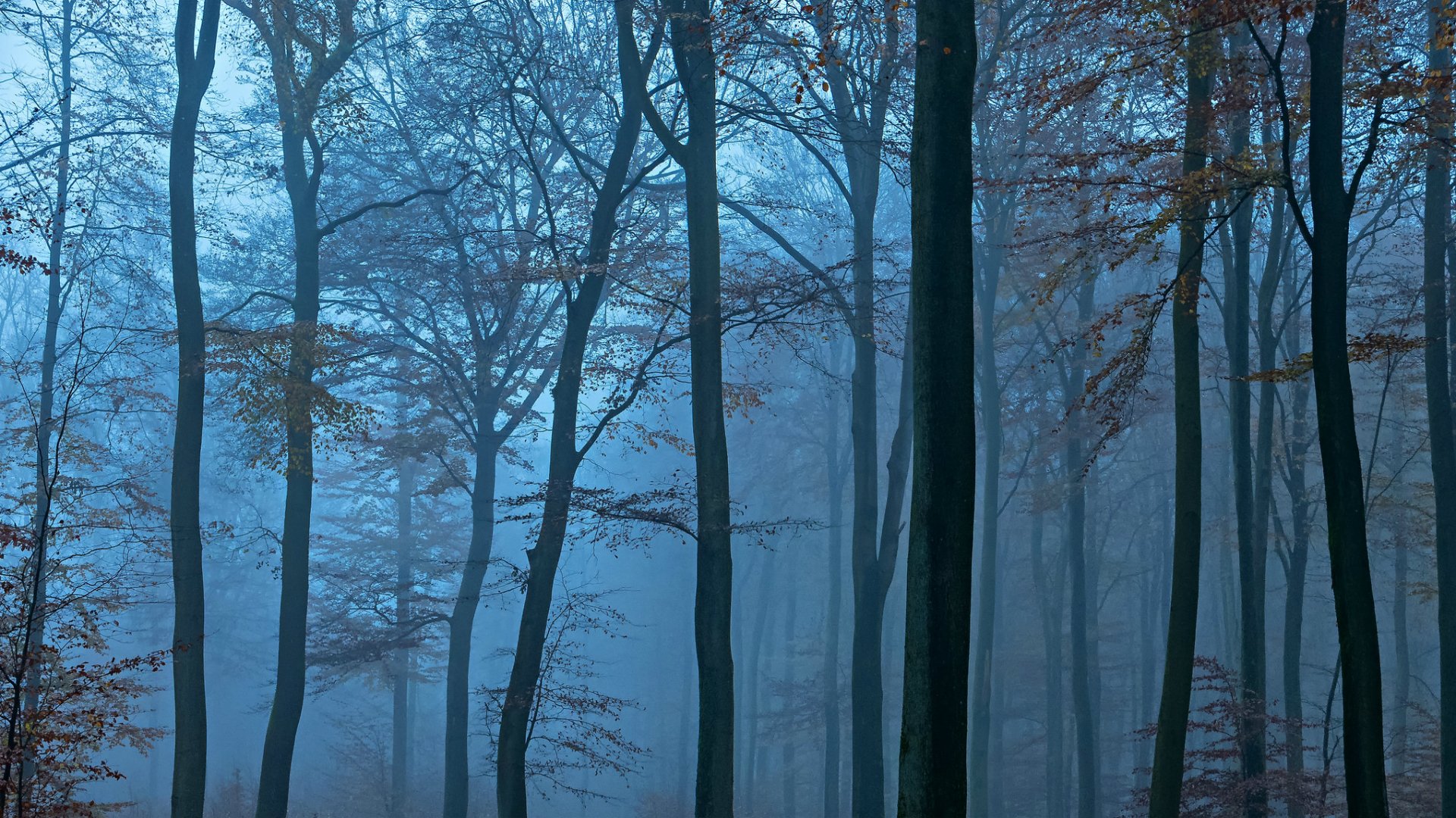 wald abend bäume blau nebel