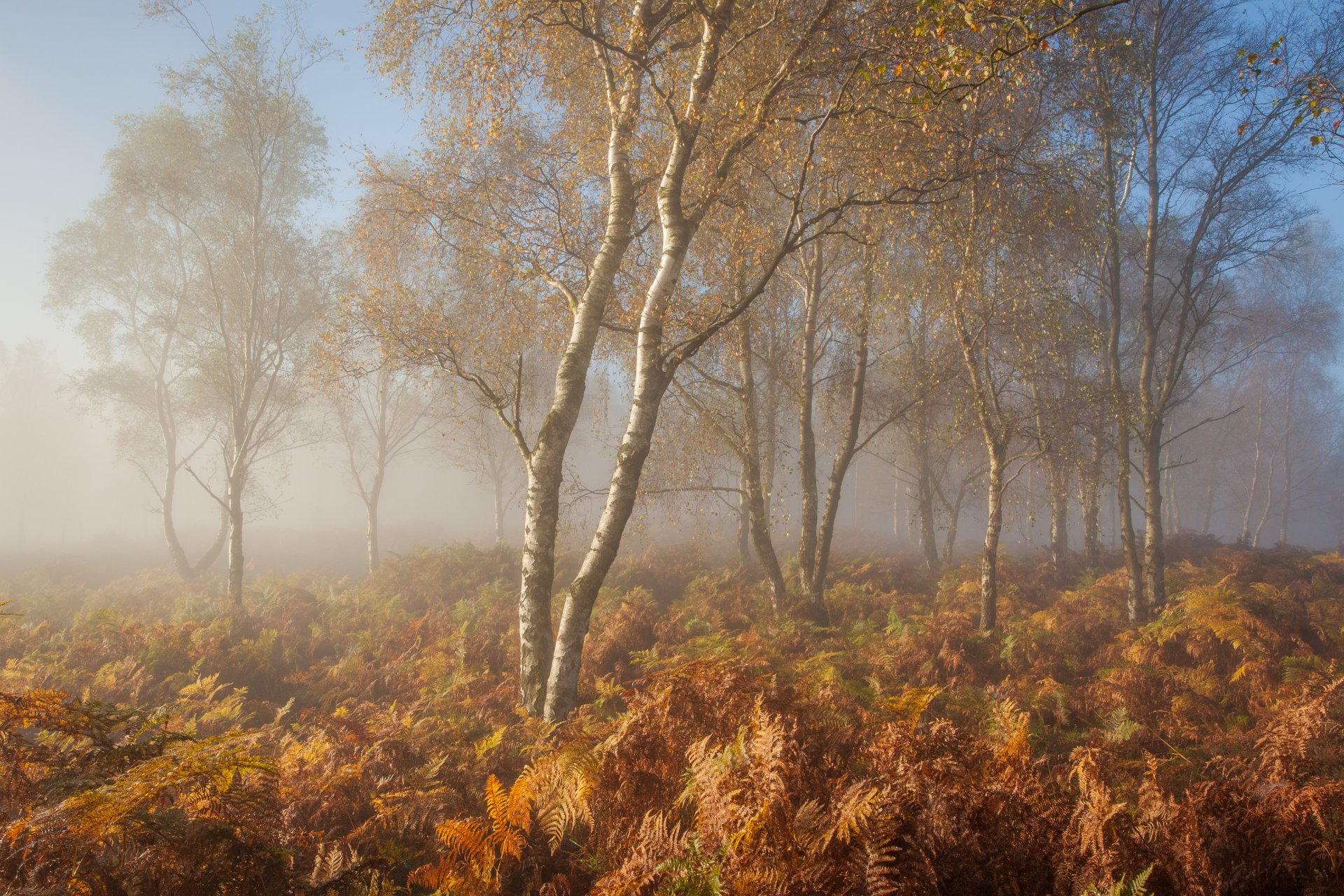 forêt automne brouillard