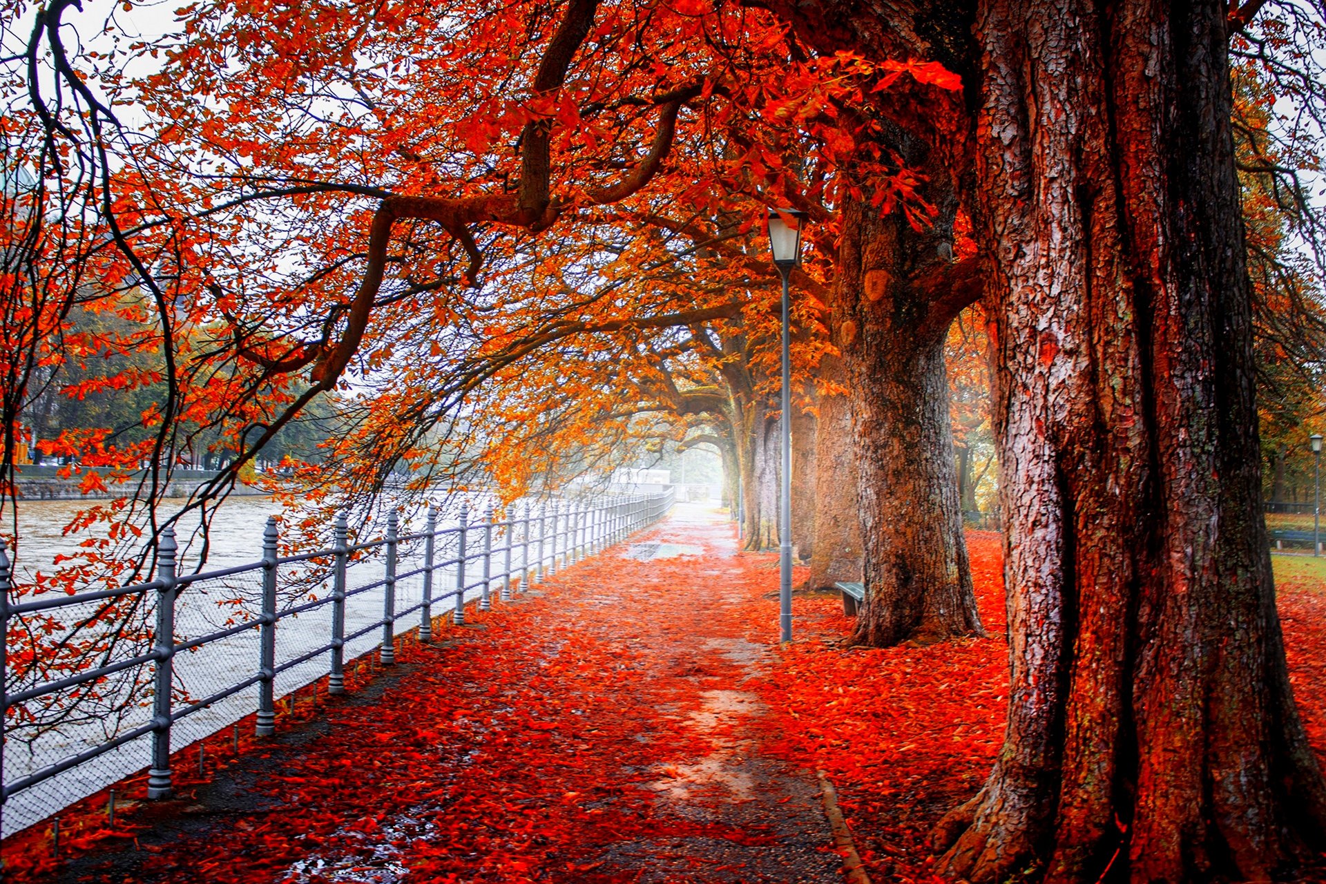 nature paysage forêt arbres automne rivière automne vue