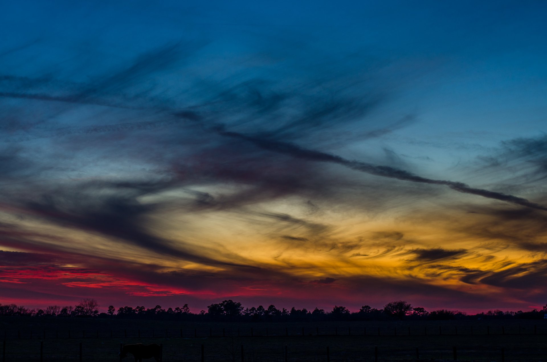 foresta alberi sera tramonto cielo nuvole