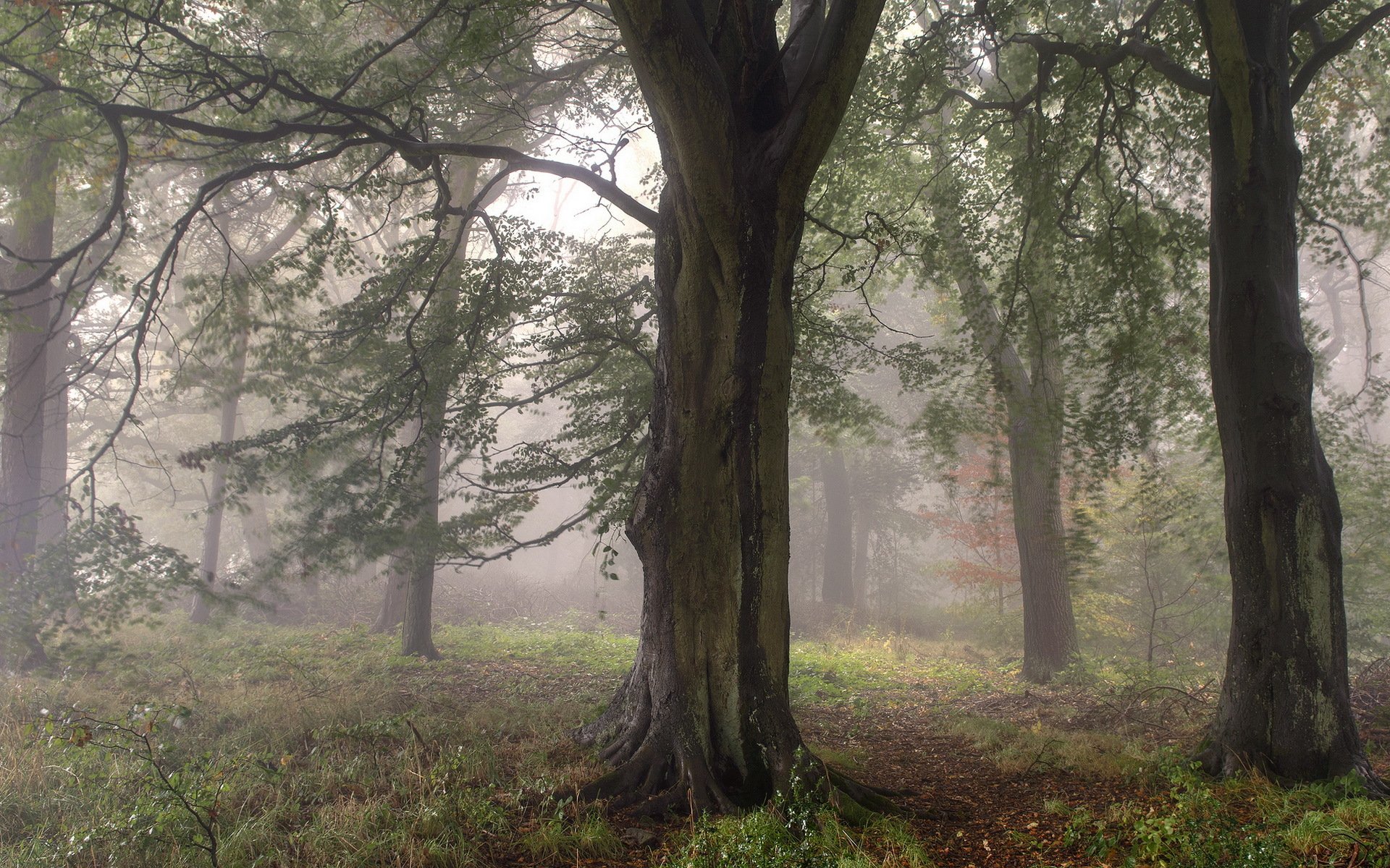 bosque árboles niebla naturaleza