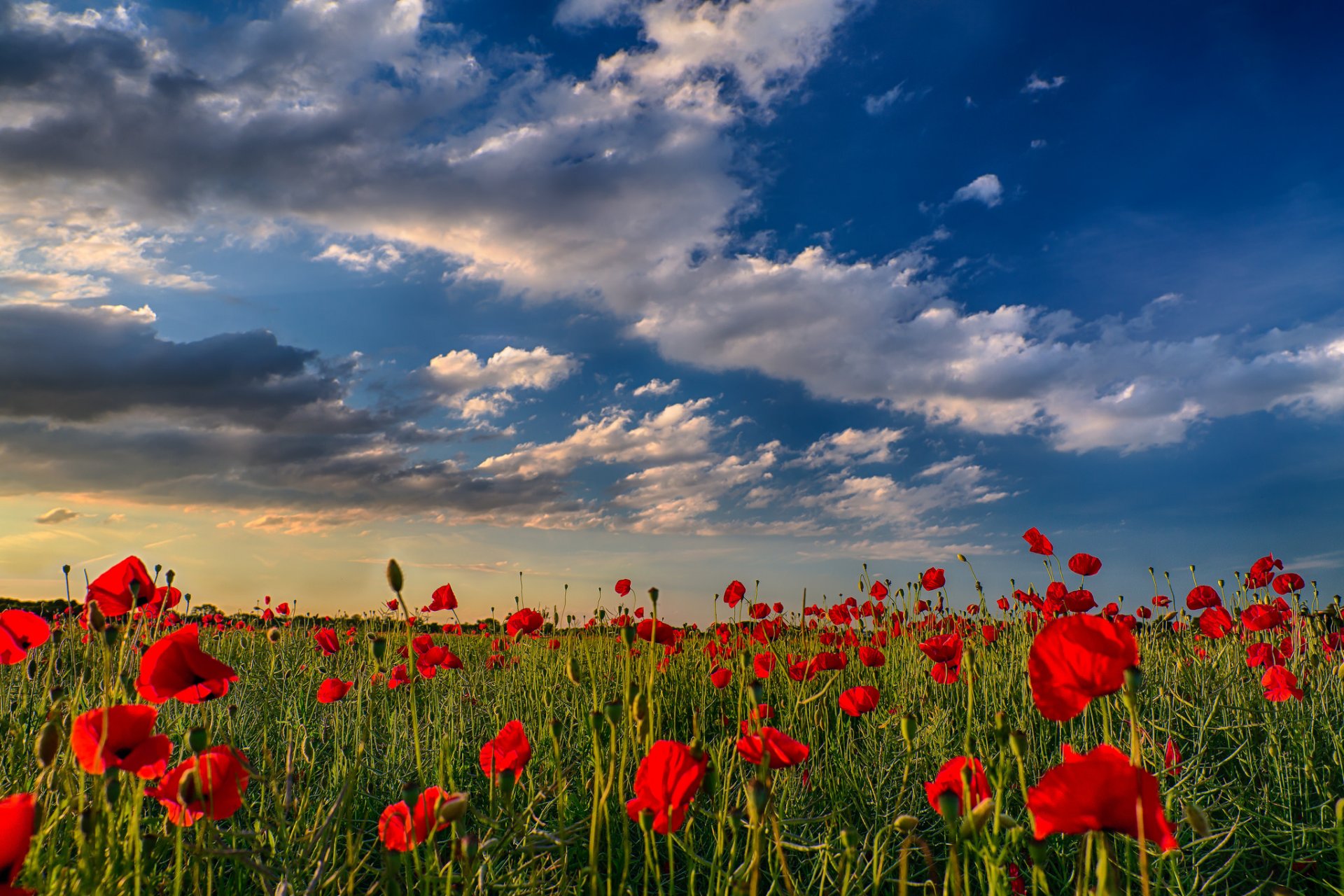 nature sky clouds sunset poppies flower the field