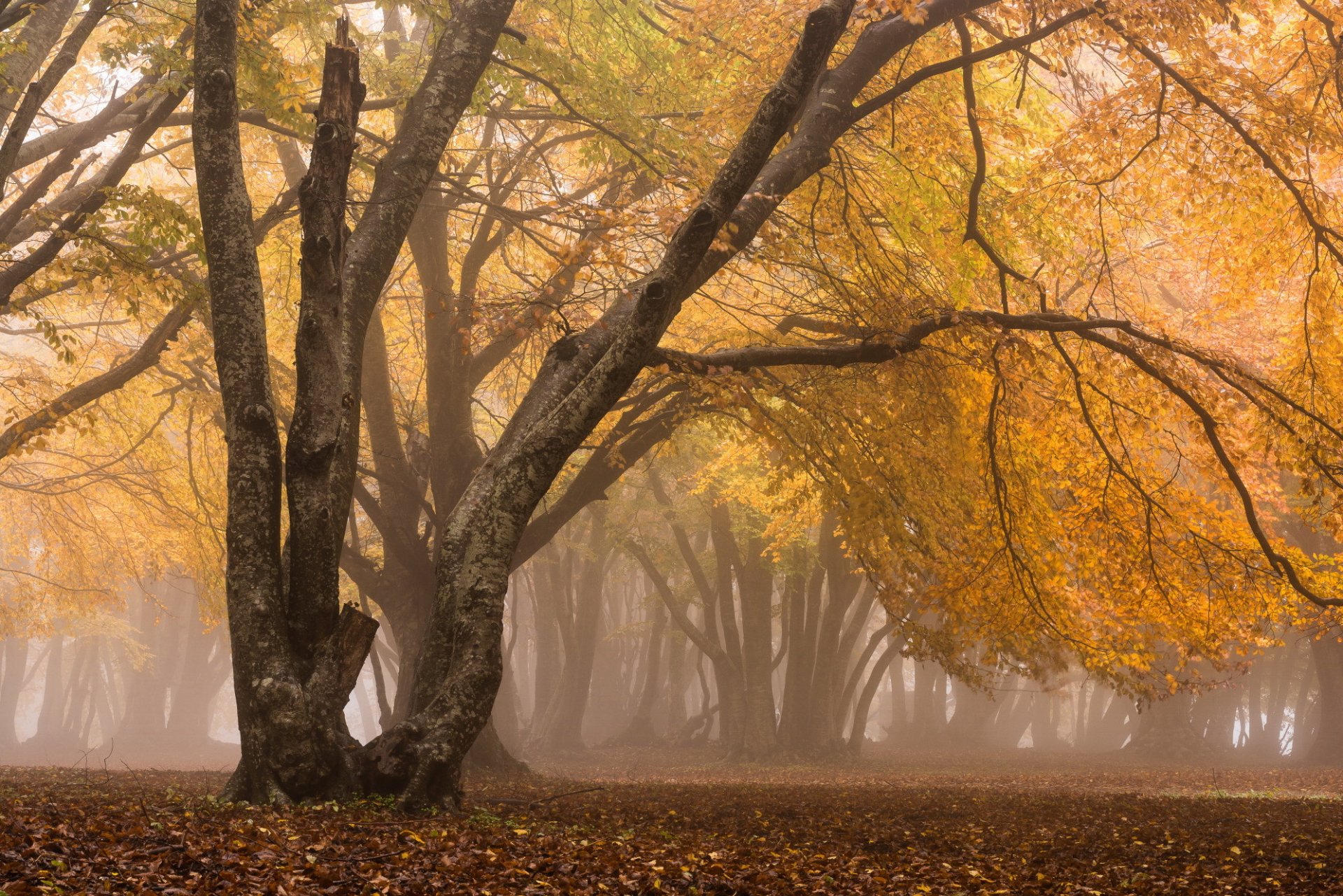 autumn forest fog