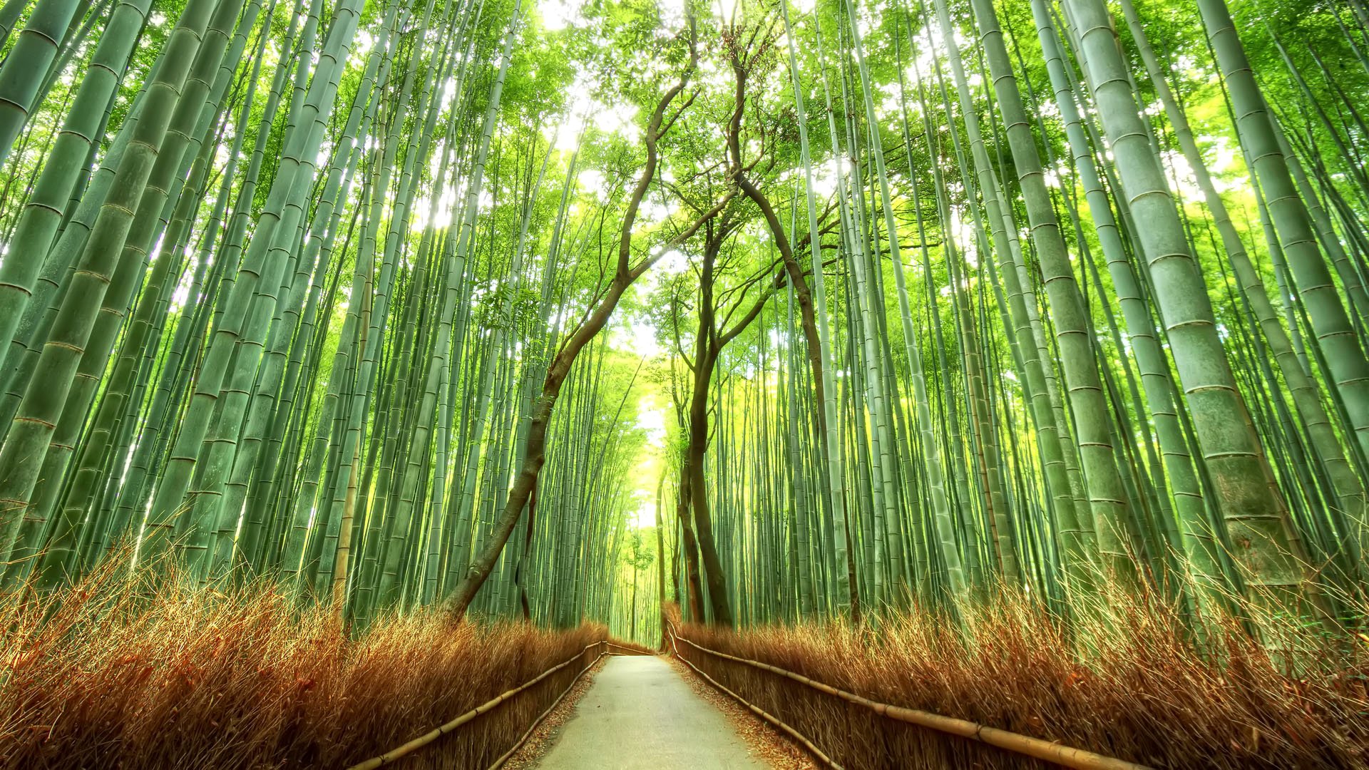 japan forest grove bamboo track