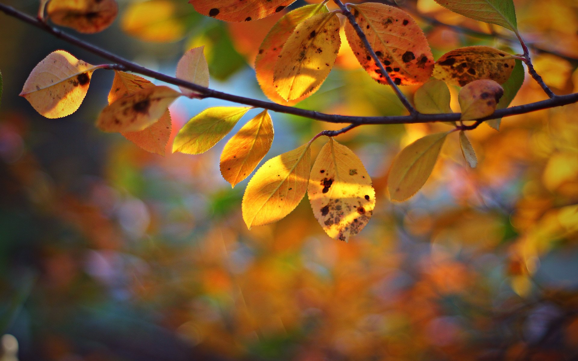 rama árbol hojas amarillo otoño