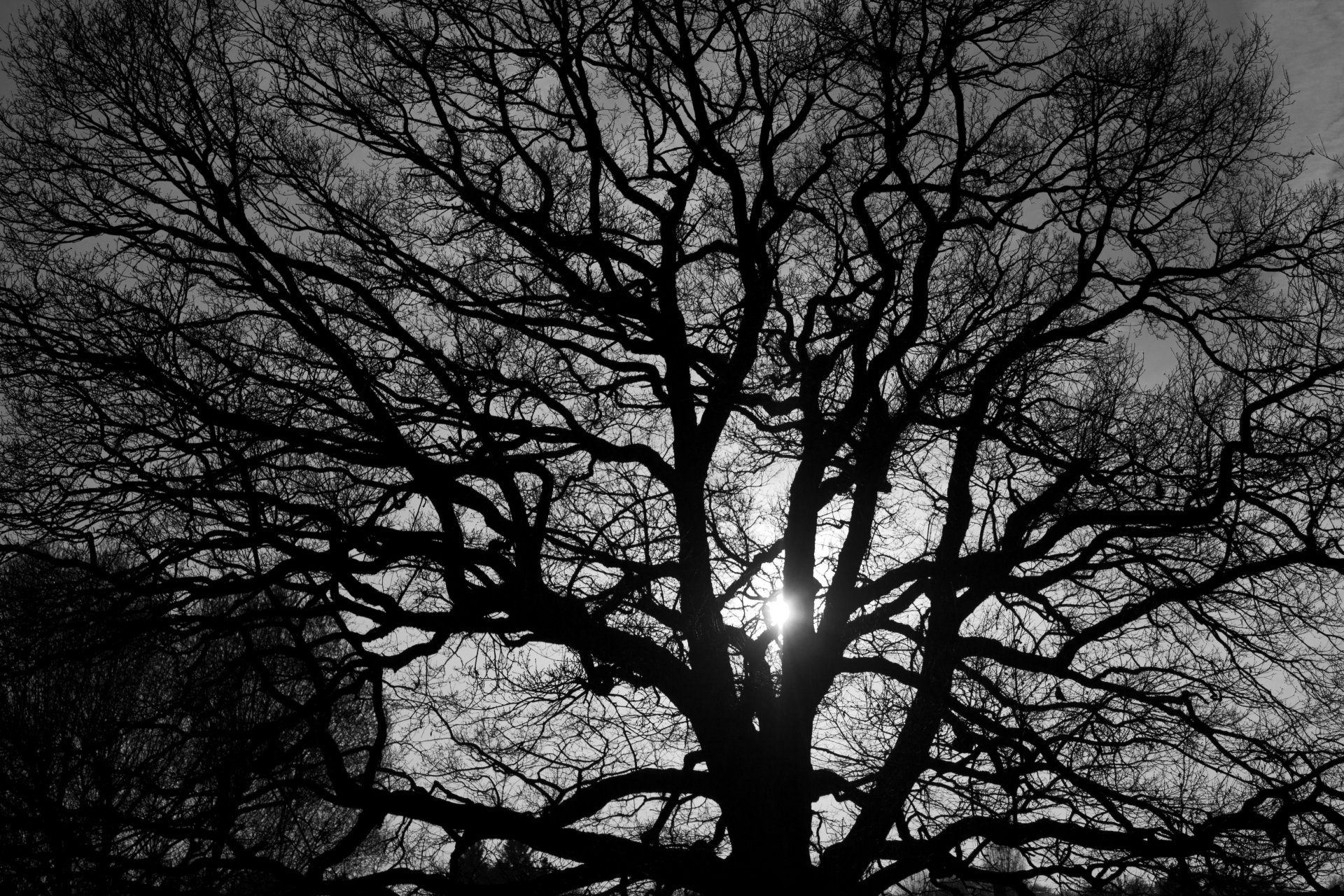 nature tree branches light black and white