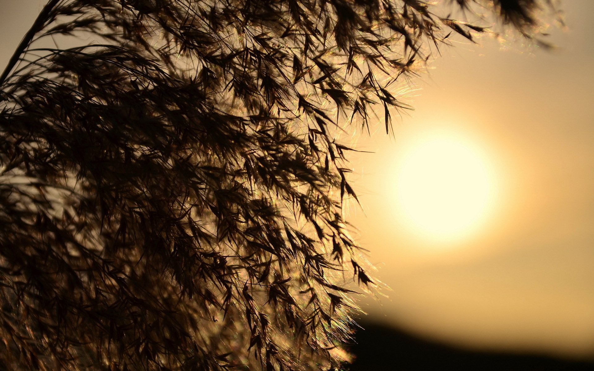 gras licht sonnenuntergang natur makro